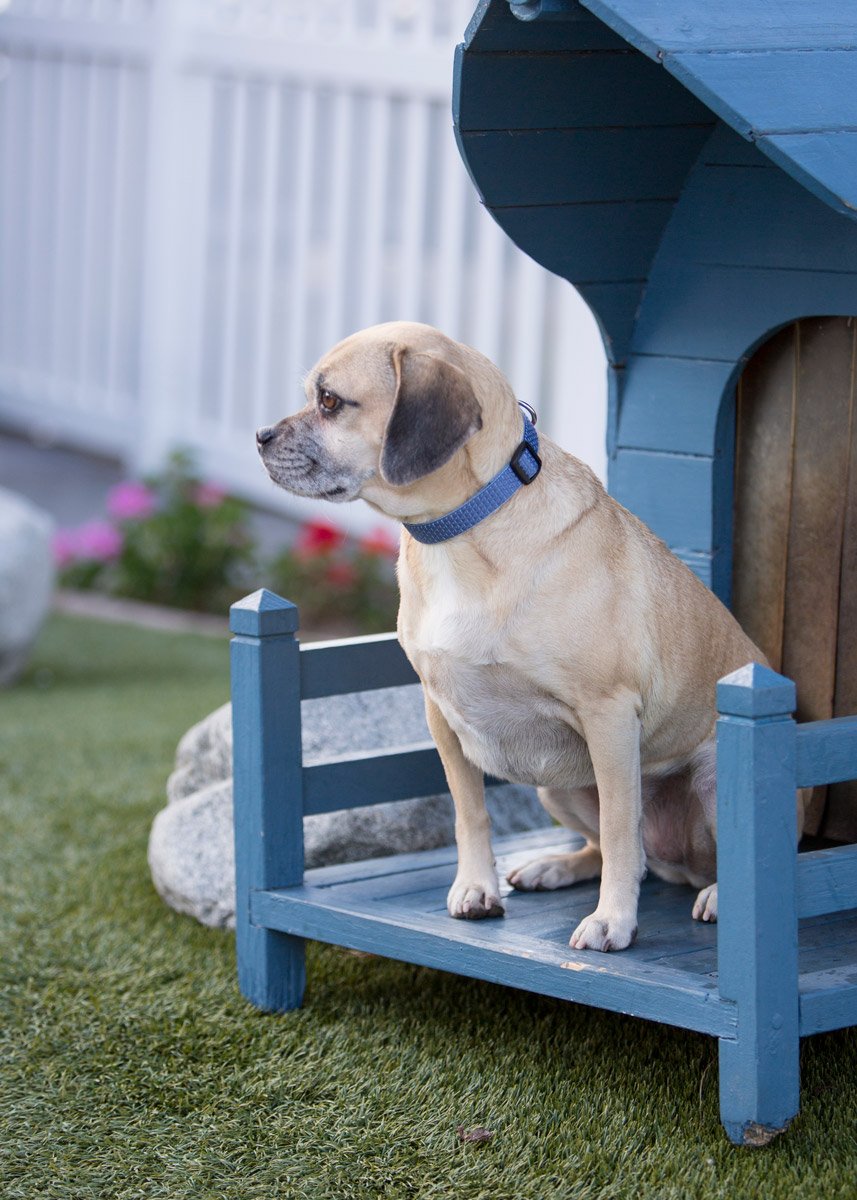 Lupinepet Eco 3/4' Mountain Lake 13-22' Adjustable Collar For Medium And Larger Dogs