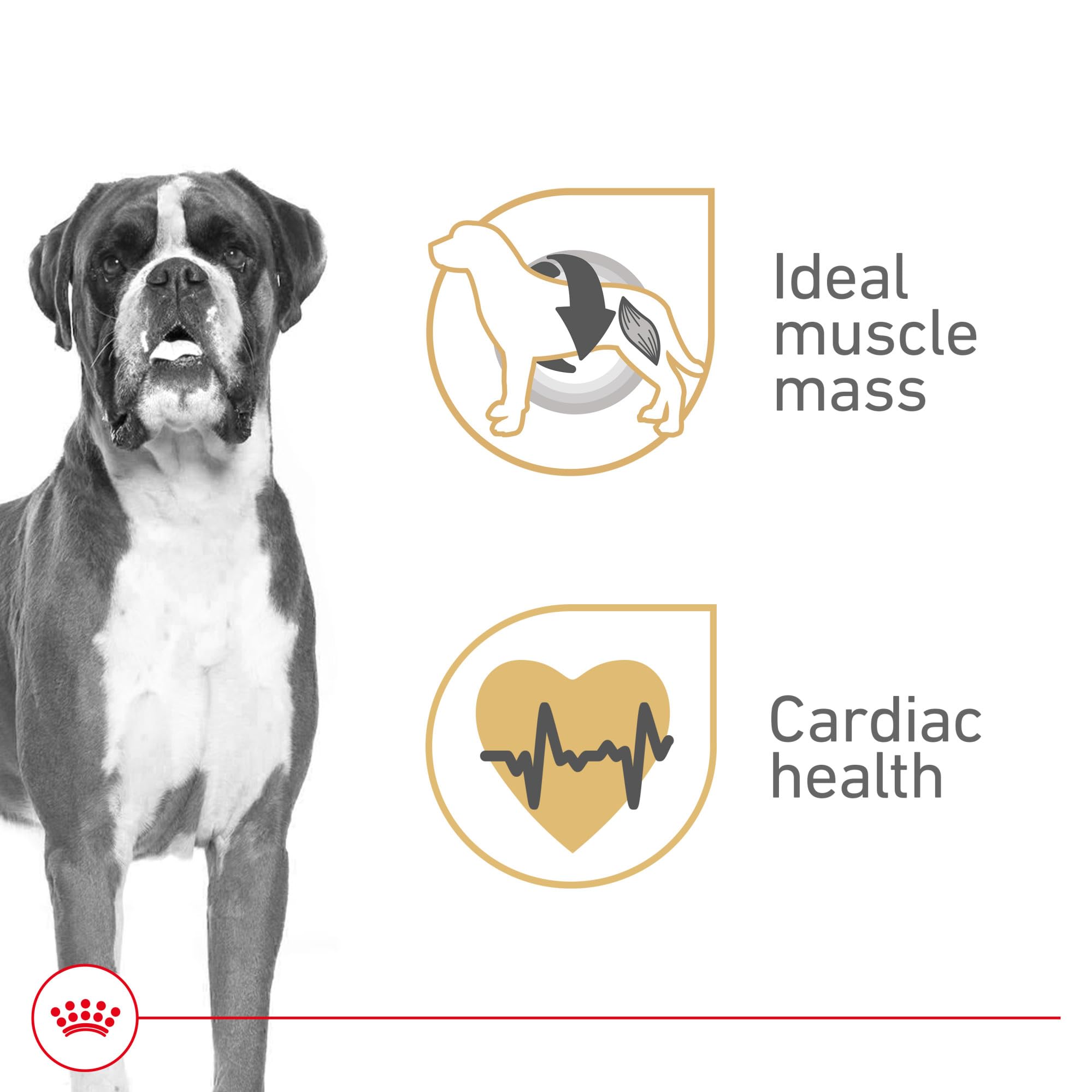Royal Canin Breed Health Nutrition Boxer Adult Loaf in Sauce Dog Food, 13.5 oz (Pack of 12)
