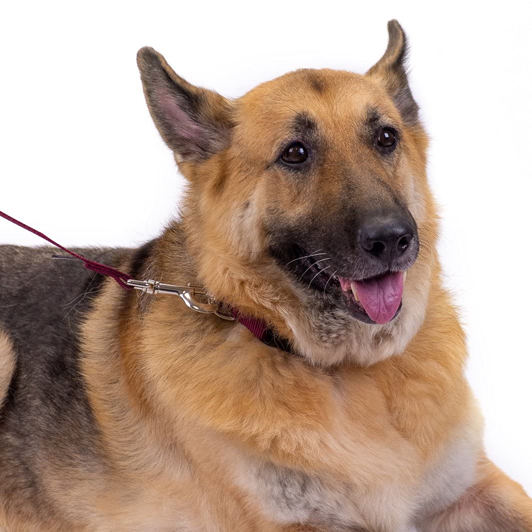 Country Brook Petz 3/4' Narrow Heavy-Duty Nylon Leash For Dogs - Traditional Style Durable Leash With Easy-To-Use Snap - Made In The Usa, Burgundy, 6 Foot