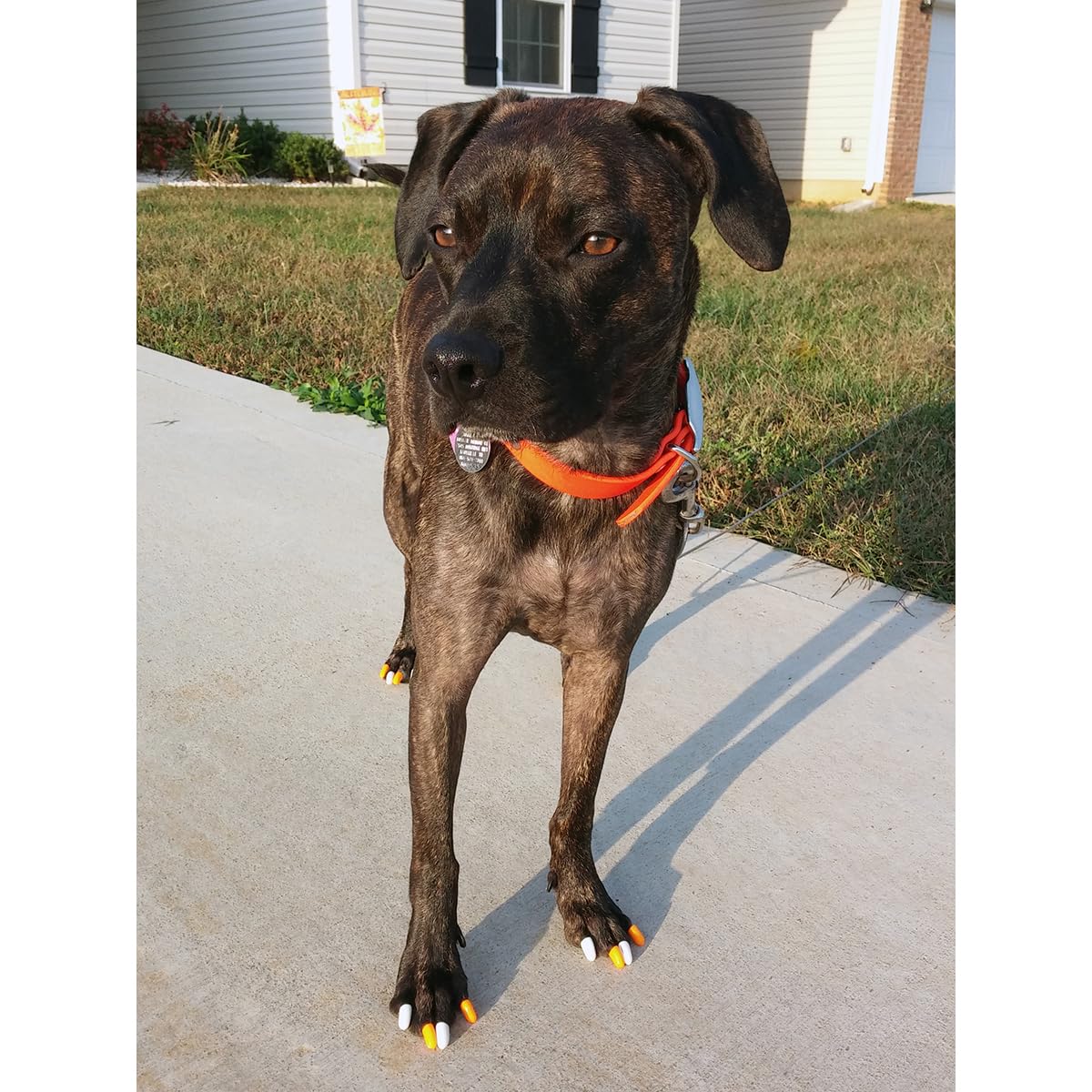 Purrdy Paws Soft Nail Caps 60 Packs For Cats - Clear Small