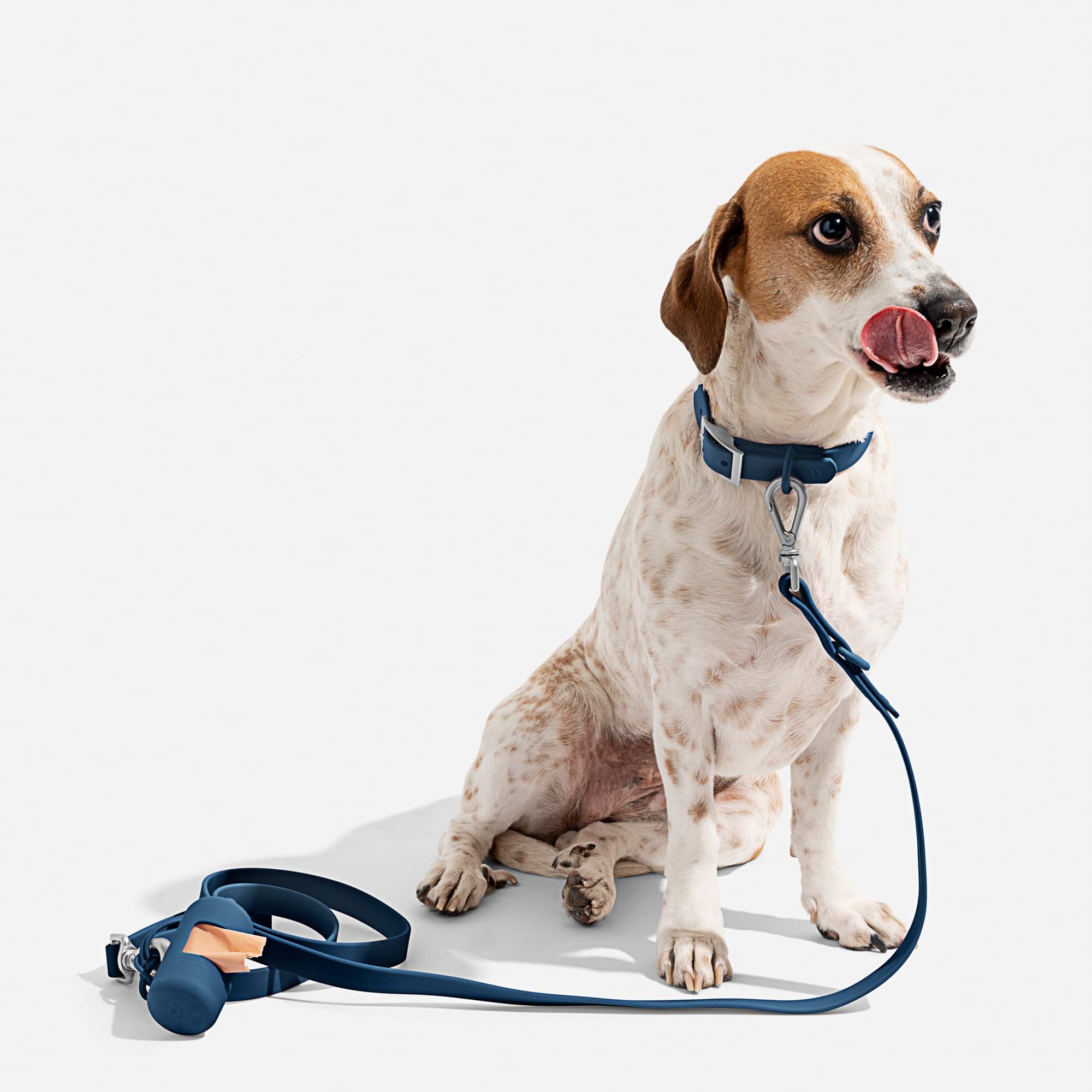 Wild One Navy Dog Collar, Medium