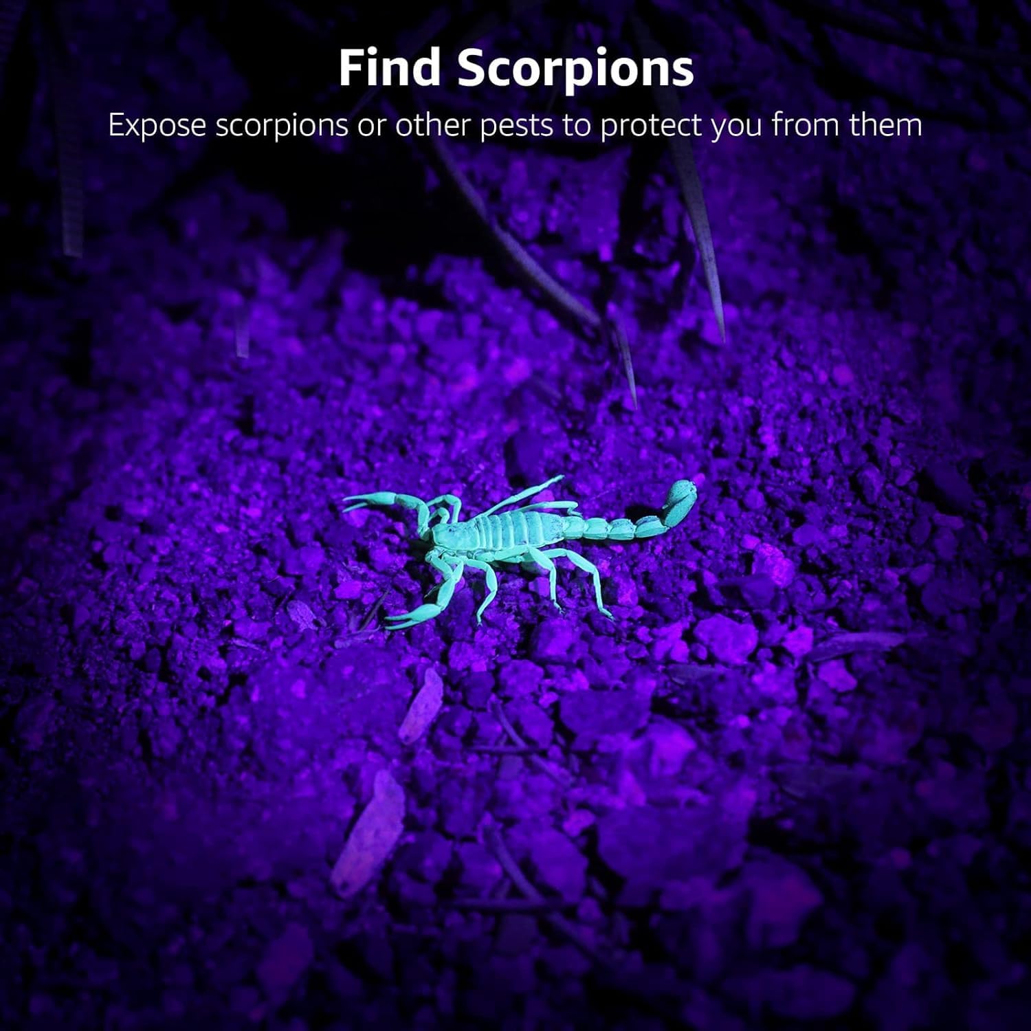 Lighting EVER Black Light Flashlight, Small UV Lights 395nm, Portable Ultraviolet Light Detector for Invisible Ink Pens, Dog Cat