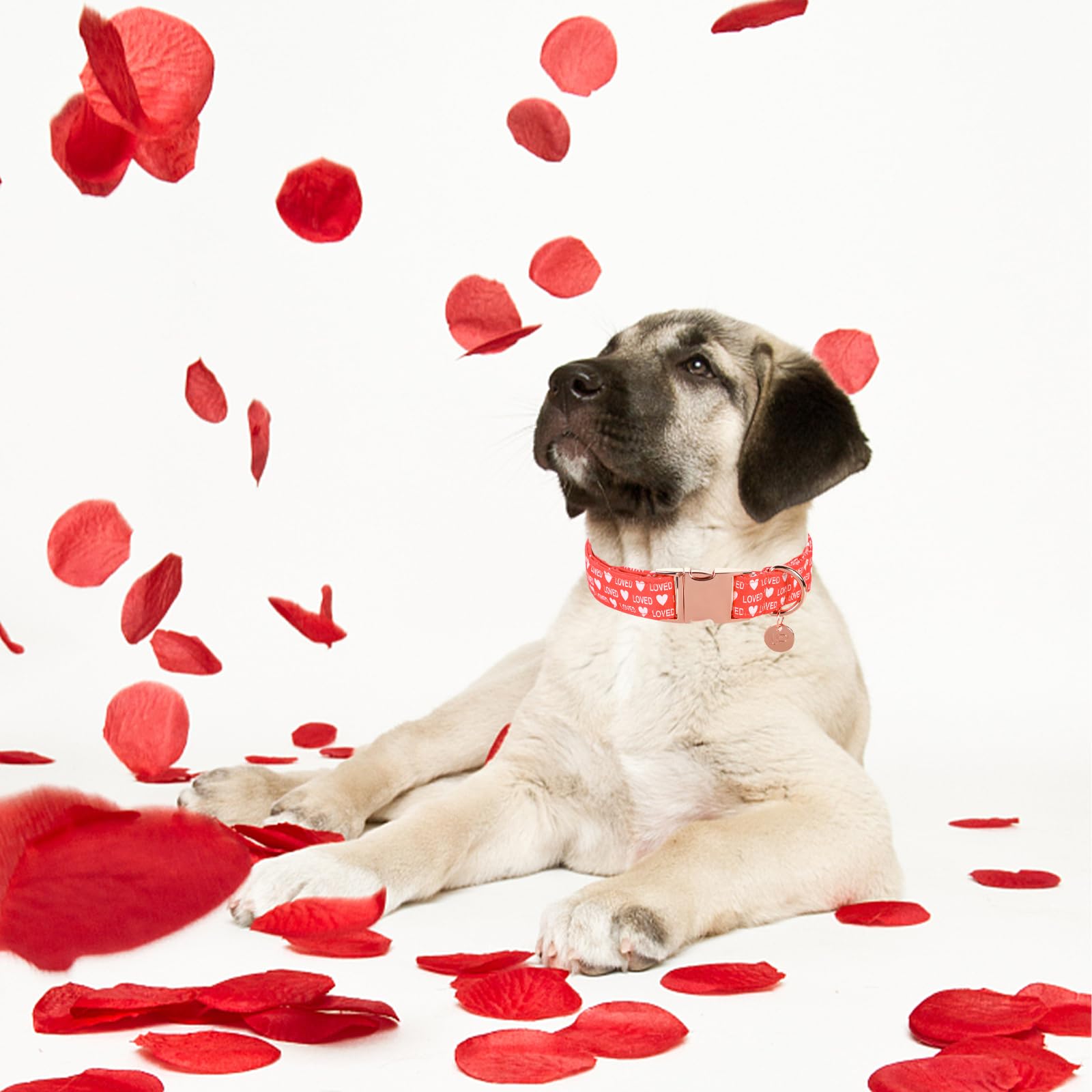 Up Urara Pup Valentine'S Dog Collar, Red Heart Dog Collar For Small To Large Dogs, Wedding Collar Match Dog Leash, Cotton Pet Co