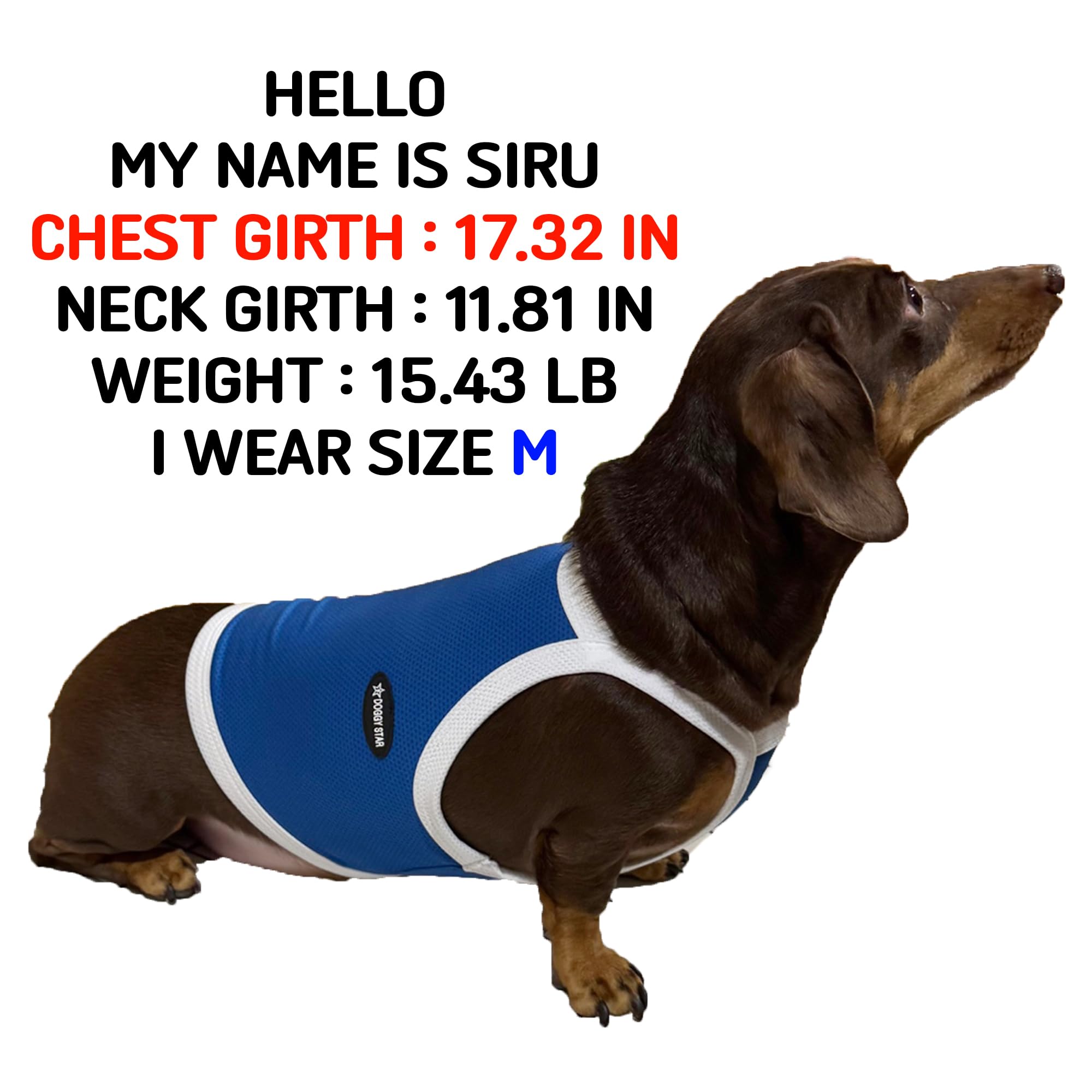 D Doggy Star Dachshund Clothes Spring Summer Cooling String T Shirt Crop Top For Dogs (S,Camisole Blue)