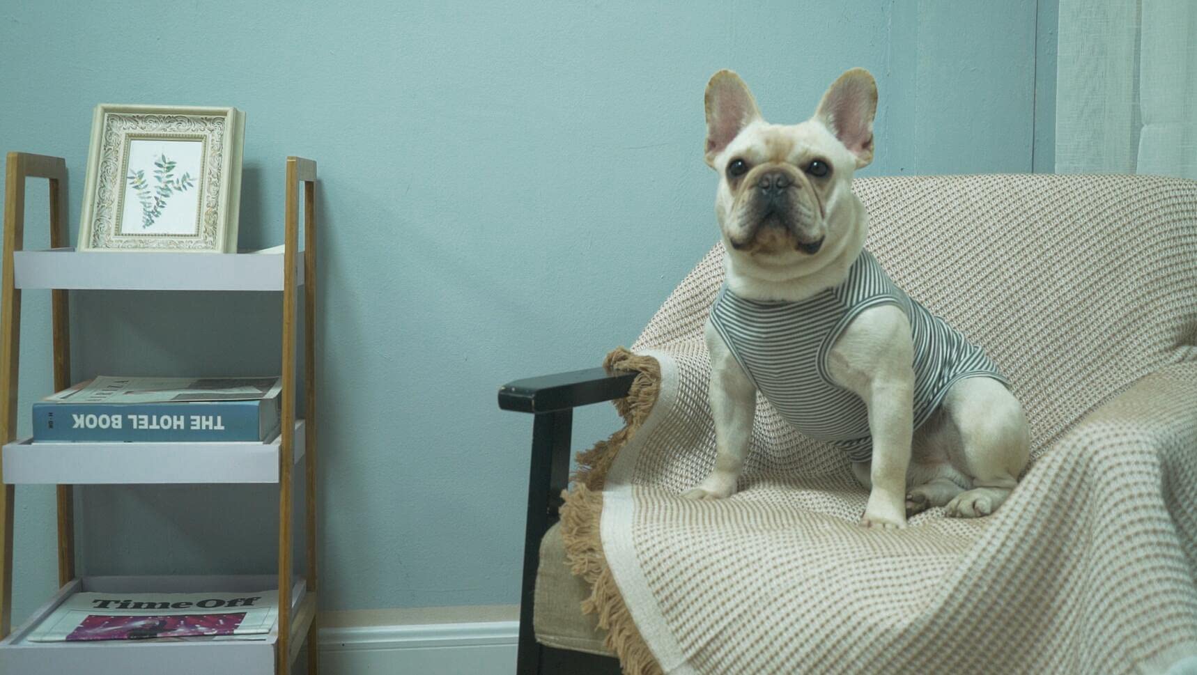 Sychien Dog Shirt,Combed Cotton T-Shirts,Soft Cool Boy Girl Tee For Small Dogs Kitty Puppy Chihuahua,Grey Striped Xs