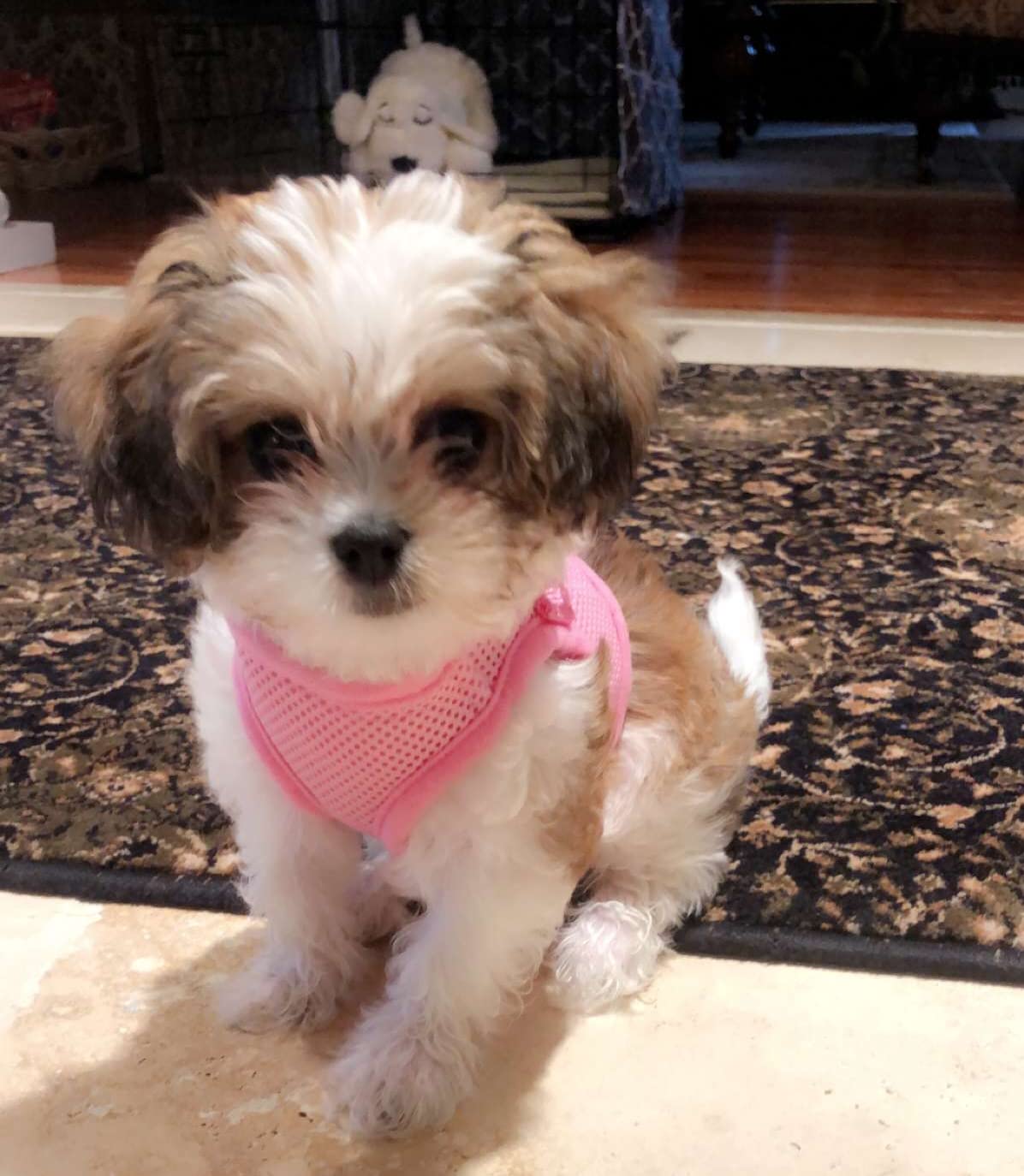 Snazzi Pet Teacup Dog Harness - Smallest Xs Dog Harness For Tiny Xs Small Med Dogs Soft Step In Vest - No Pull Dog Harness Small Size Dog 2-25 Lbs Yorkie Puppy Mini Toy (Pink Xs, 9'-11.5' 2-4 Lbs.)
