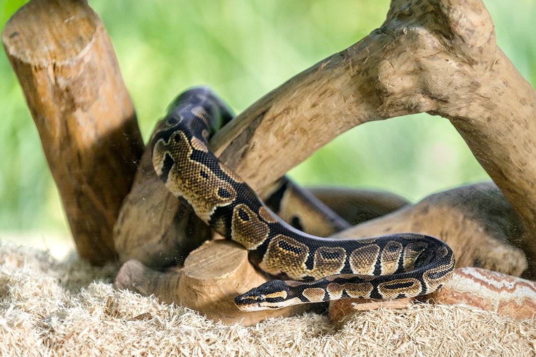 Gal  Pagos (05064) Aspen Digs Shavings Bedding, 8-Quart, Natural