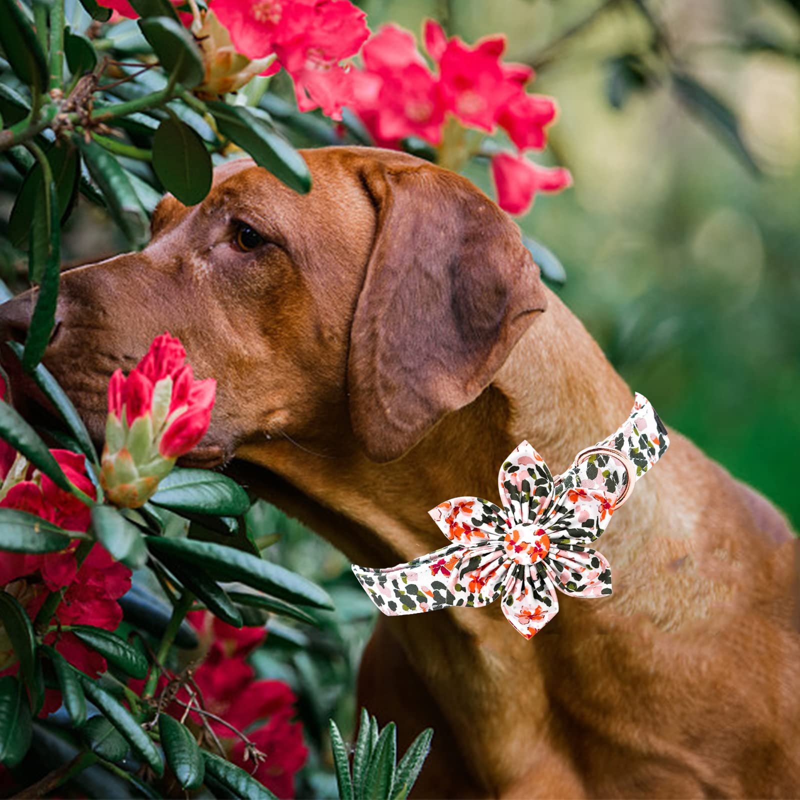 Elegant Little Tail Pink Flower Dog Collar with Bowtie, Spring Flower Cute Pink Pet Collar Bow, Adjustable Dog Collar for Large