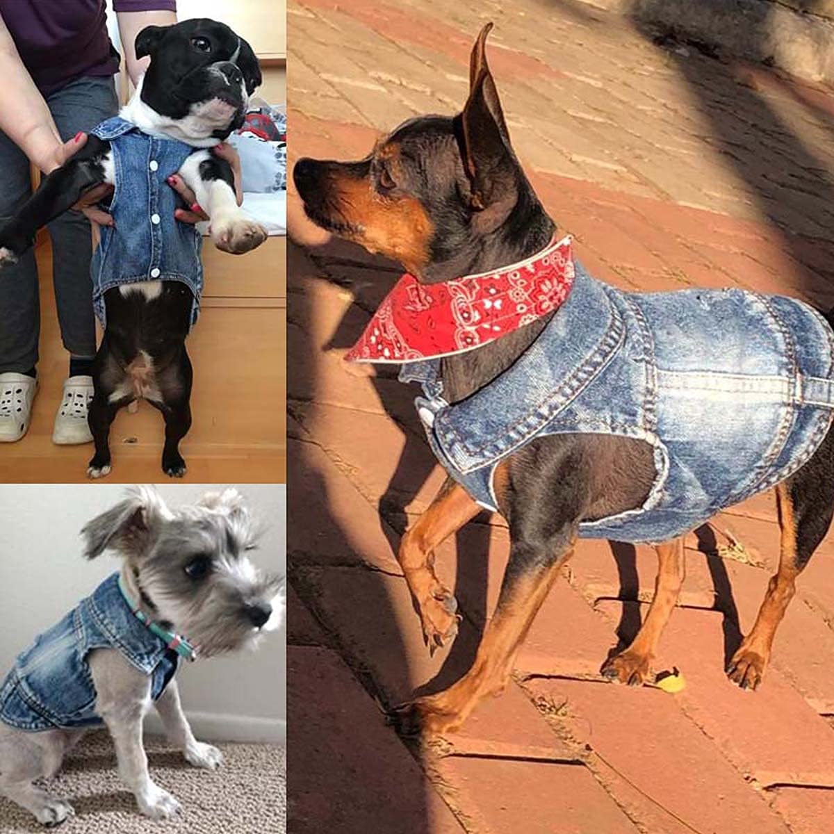 Dog Jean Jacket, Puppy Blue Denim Lapel Vest Coat Costume, Girl Boy Dog T-Shirt Clothes, Cool And Funny Apparel Outfits, Machine Washable Dog Outfits For Small Medium Dogs Cats (Xl)