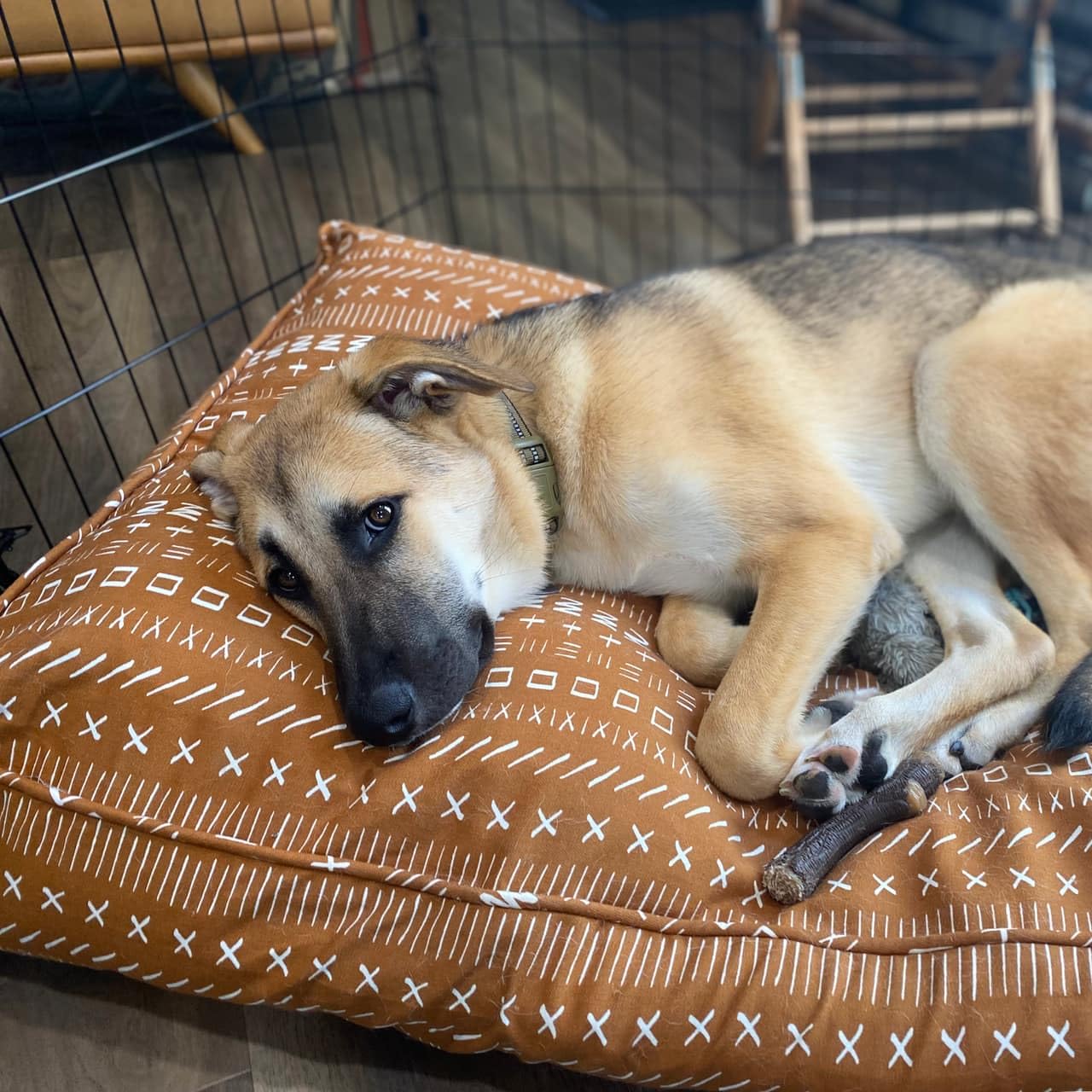 Molly Mutt Small Dog Bed Cover - Everywhere - Measures 22''X27''X5''- 100% Cotton - Durable - Breathable - Sustainable - Machine
