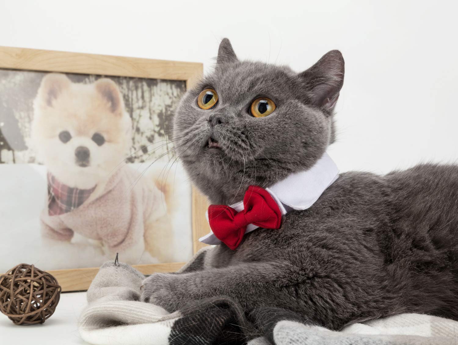 Zton Handcrafted Adjustable Formal Pet Bowtie Collar Neck Tie For Dogs & Cats (S, Red)