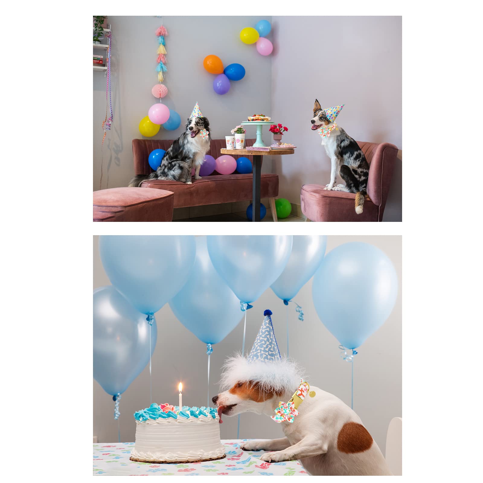 Up Urara Pup Dog Collar With Flower, Birthday Comfortable Cotton Dog Collar Flower With Metal Buckle, Adjustable Cute X-Large Co