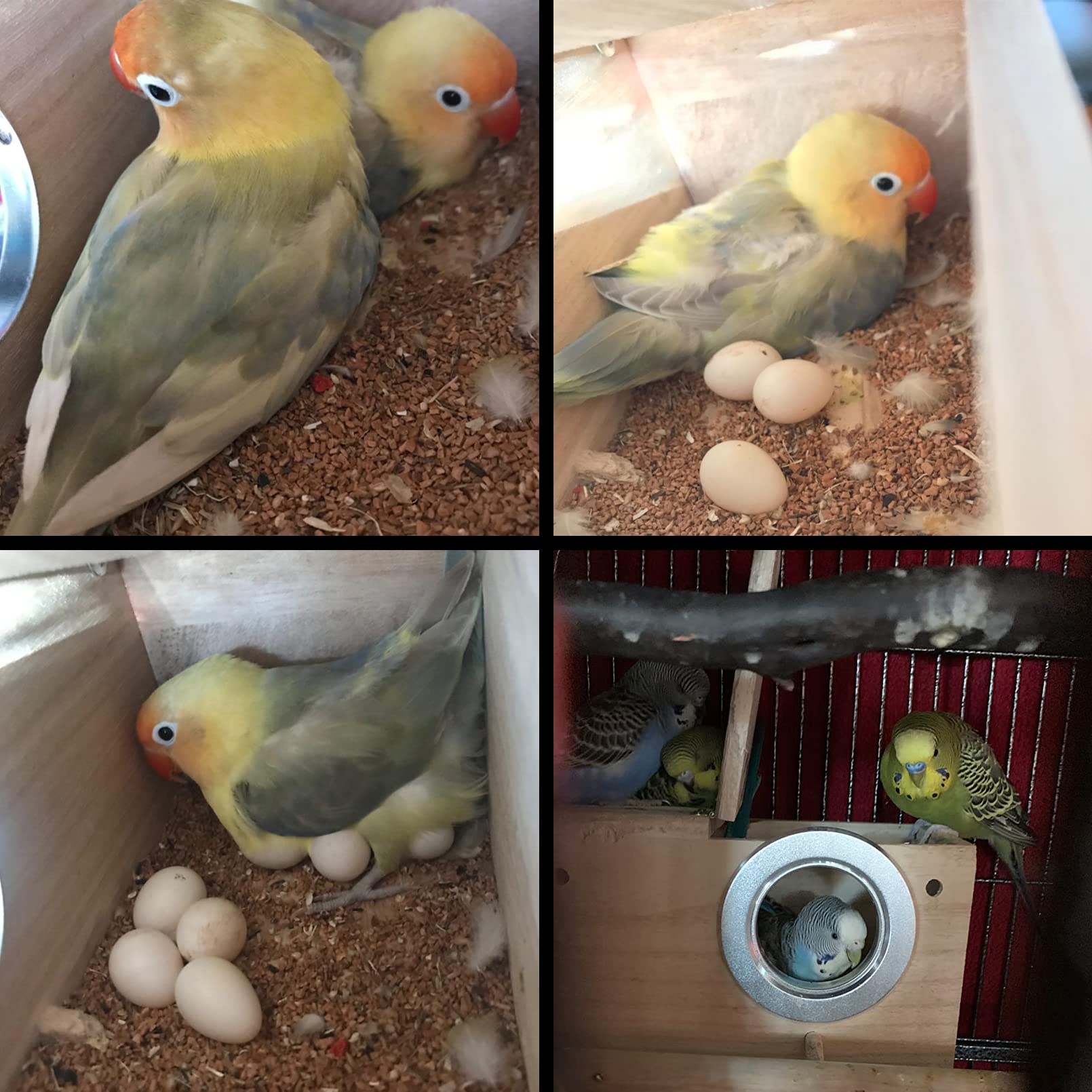 PINVNBY Parakeet Nesting Box Bird House Wood Breeding Box Parrots Mating Box for Lovebirds Budgie Finch Cockatoo Canary and Medi