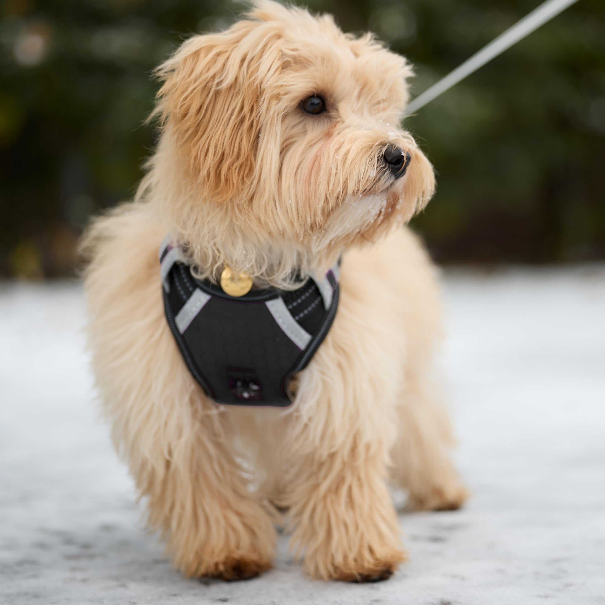 Espawda Padded Comfort Harness With No Pull Design For Small Dogs, Medium Dogs And Big Dogs (Small, Black)