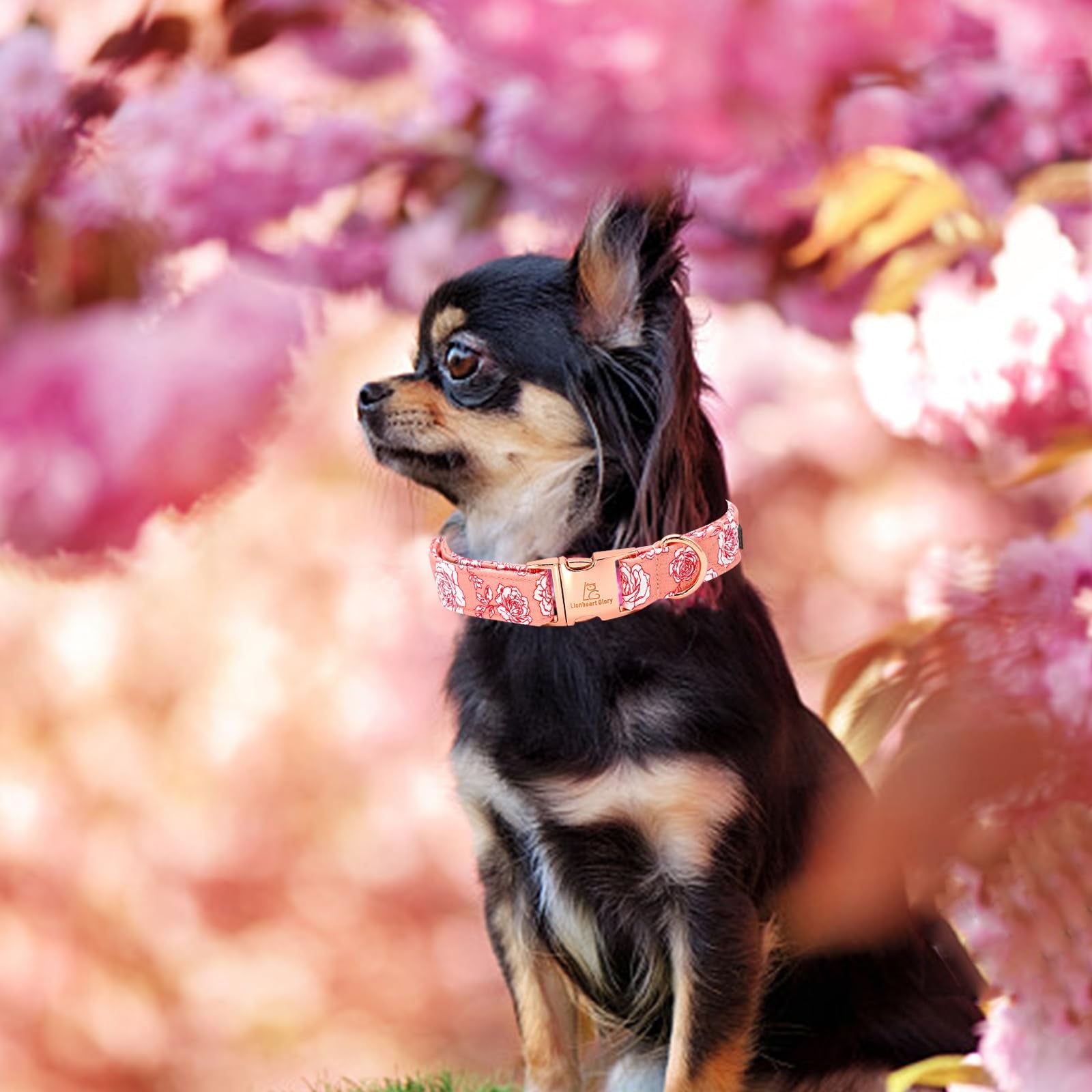 Lionheart Glory Valentine'S Day Collar, Pink Roses Print Dog Collar For Large Cute Dog Collars Spring Female Pet Gift Adjustable