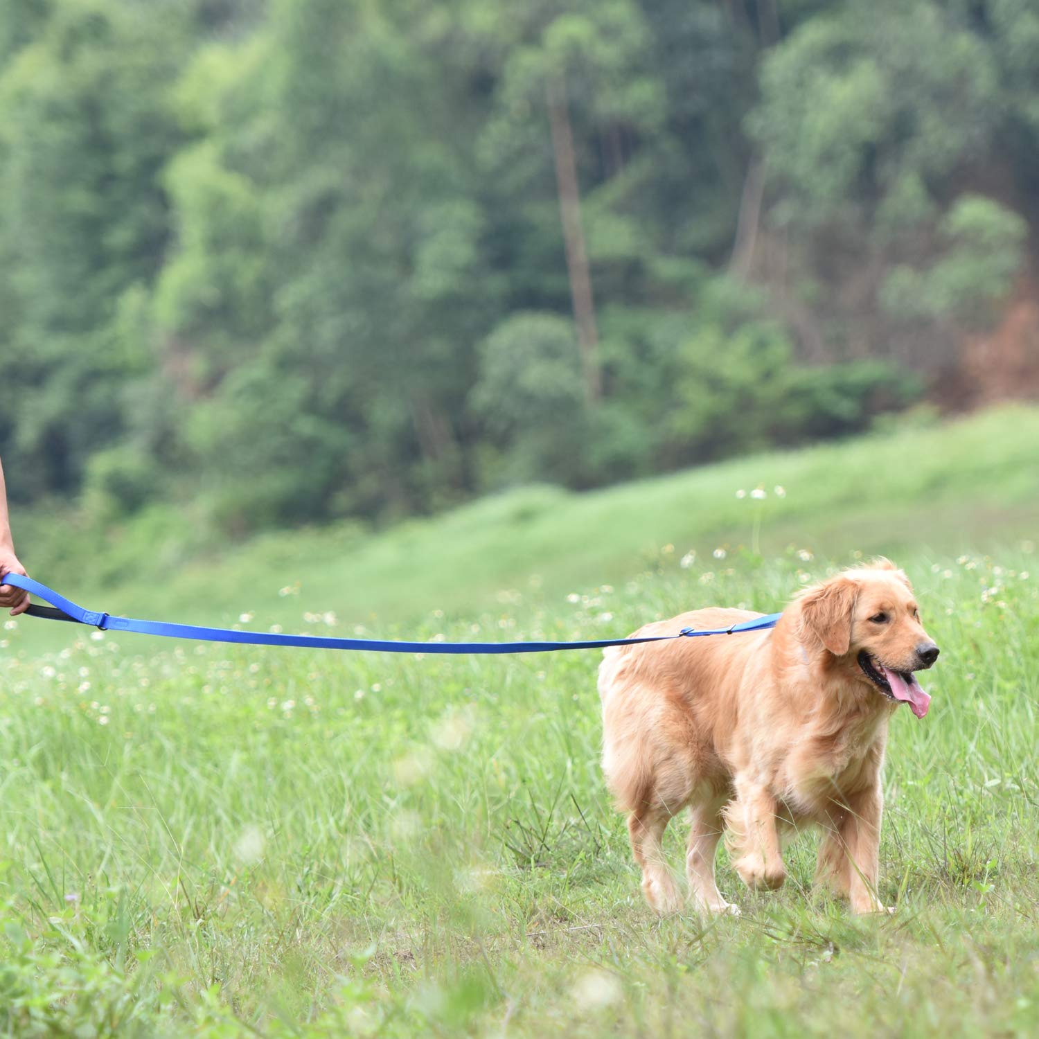 Hyhug Pets Premium Adjustable Leash With Heavy Duty Nylon And Super Soft Neoprene Lined Handle For Medium Small Dogs. (Small Adjustable 6 Feet, Royal Blue)