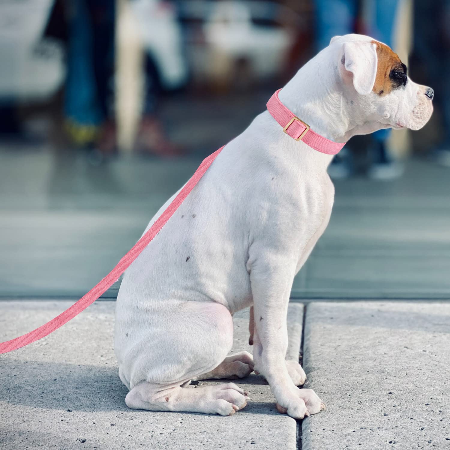 Ewinoom Soft Cotton Dog Leash, 5 Ft Heavy Duty Corduroy Dog Leashes With Gold Metal Hook For Small Medium Large Dogs,Medium,Pink