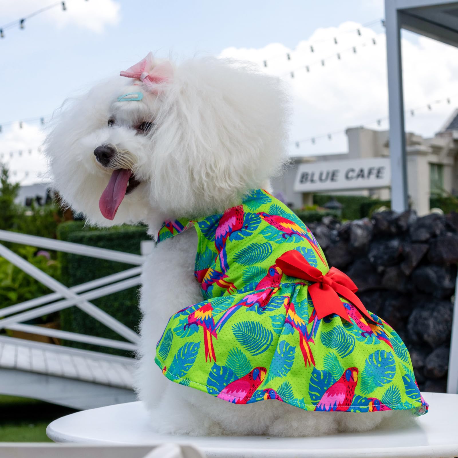 Cutebone Dog Mesh Dress Puppy Sundress Pet Outfit Summer Fashion For Small Dogs Girl Cat Clothes Bf24M