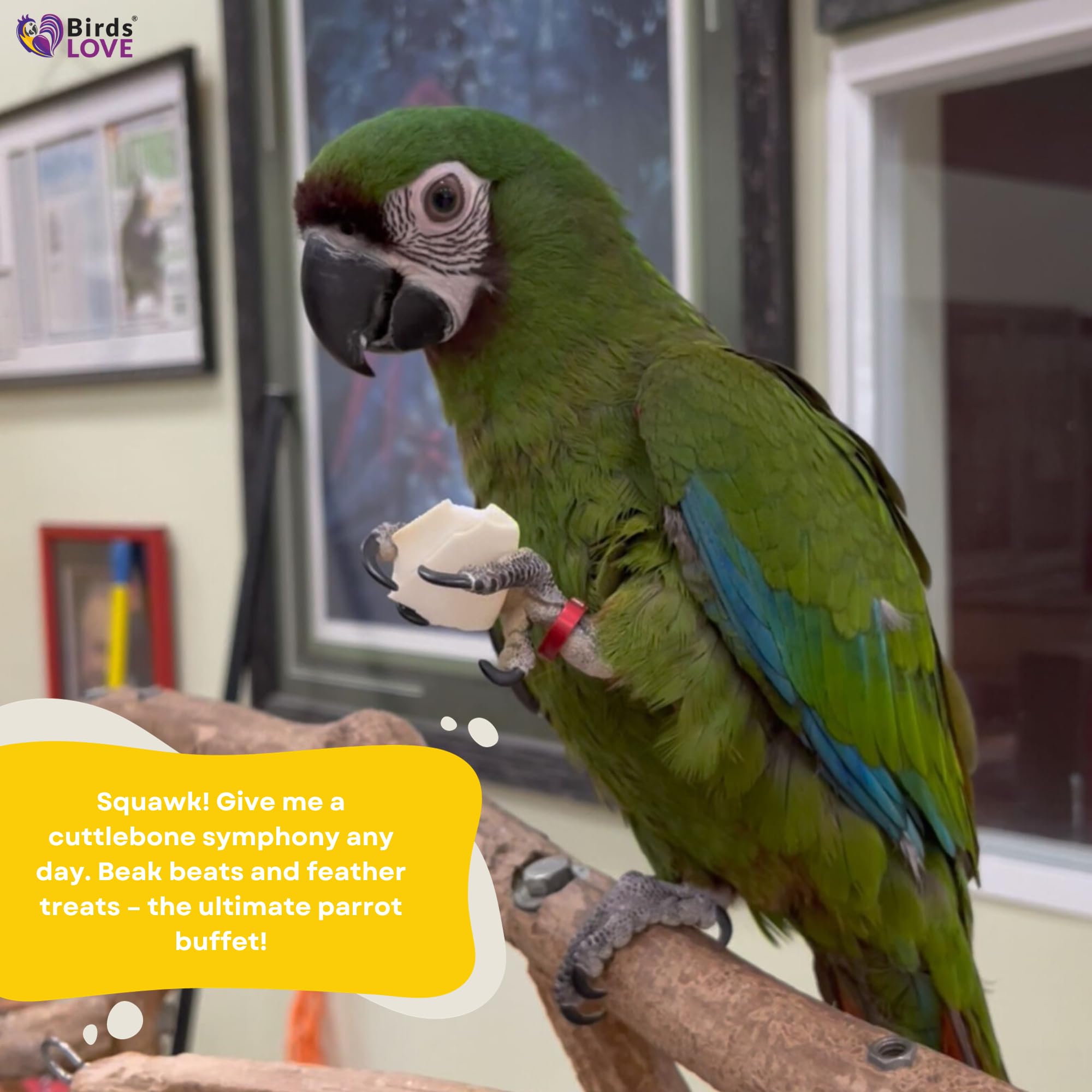 Birds LOVE Natural Cuttlebone - Premium Calcium for Cockatiel, Parrots, Tortoise, Snails, Crabs and Chinchillas - Pure Cuttlebon