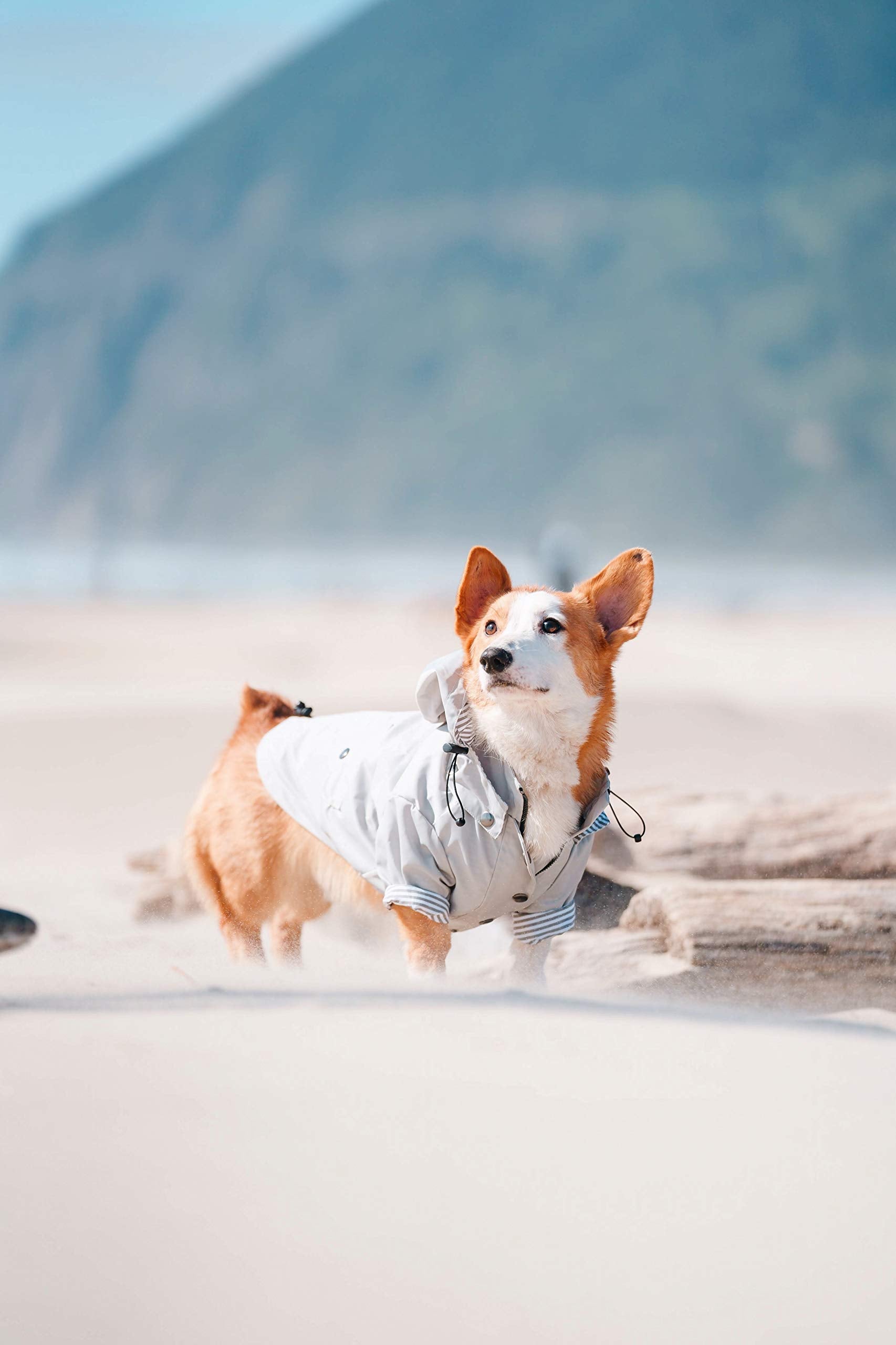 Ellie Dog Wear Zip Up Dog Raincoats With Reflective Buttons, Pockets, Rain/Water Resistant, Adjustable Drawstring, & Removable Hood - Xxs To Xxl - Stylish Premium Dog Raincoats (Light Grey, Small)