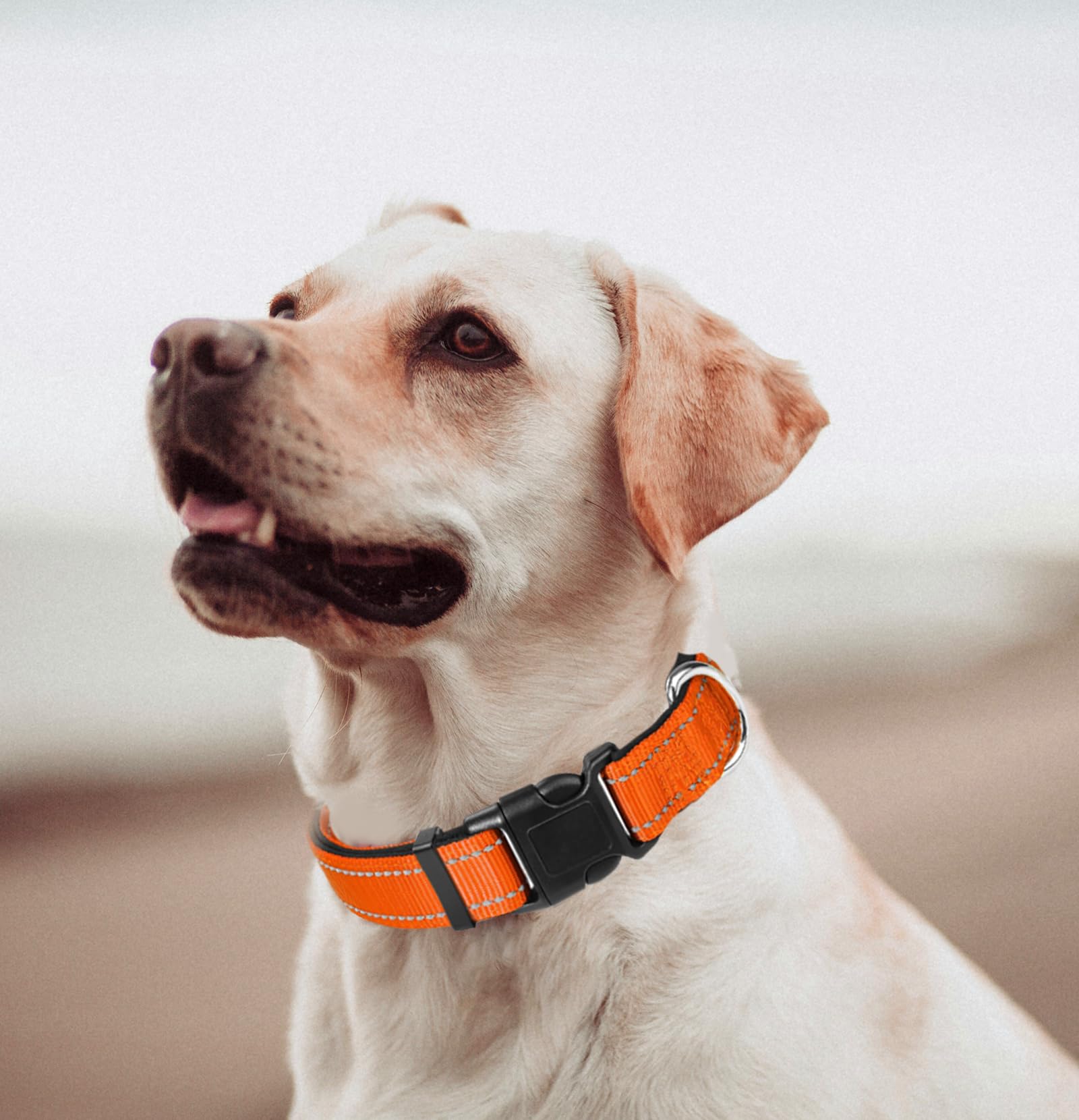 Large Dog Collar, Reflective Pet Collar With Buckle Adjustable Safety Nylon Collars For Small Medium Large Dogs, Orange