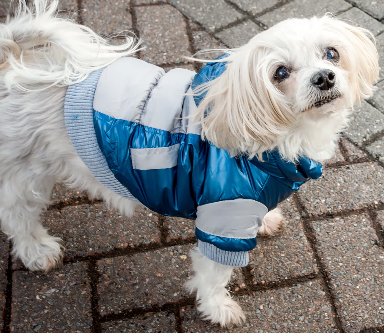 Pet Life Sporty Vintage Aspen Ski Winter Dog Coat With Snap-Off Removable Hood - Dog Jacket Features 3M Thinsulate Insulation Wa