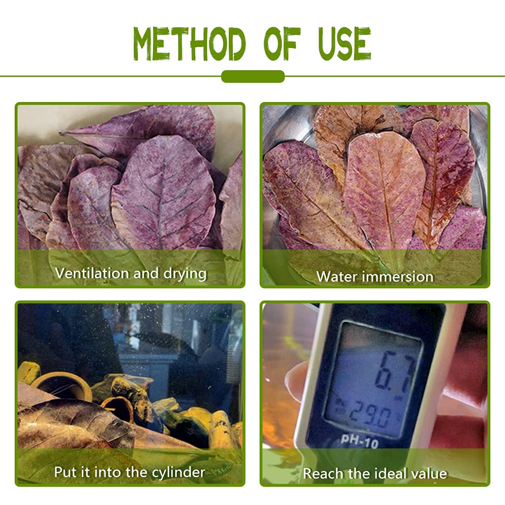 LeonBach 100 Pcs Large Catappa for Fish,5-8 Inch 250g Indian Almond Leaves Creates Native Environment,Catappa Leaves Beta Fish L