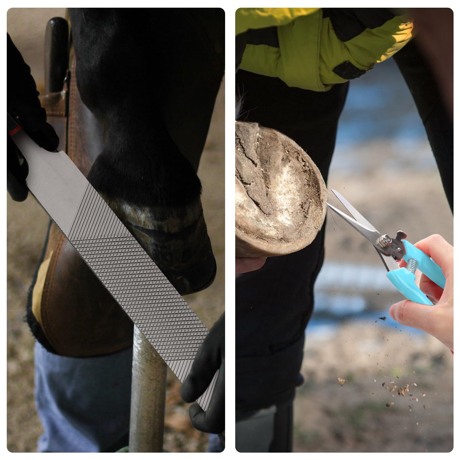 PEUTIER 3pcs Goat Hoof Trimmers and File, Nail Clippers for Goats Hoof Nippers Curved/Straight Head Sheep Hoof Trimming Shears H