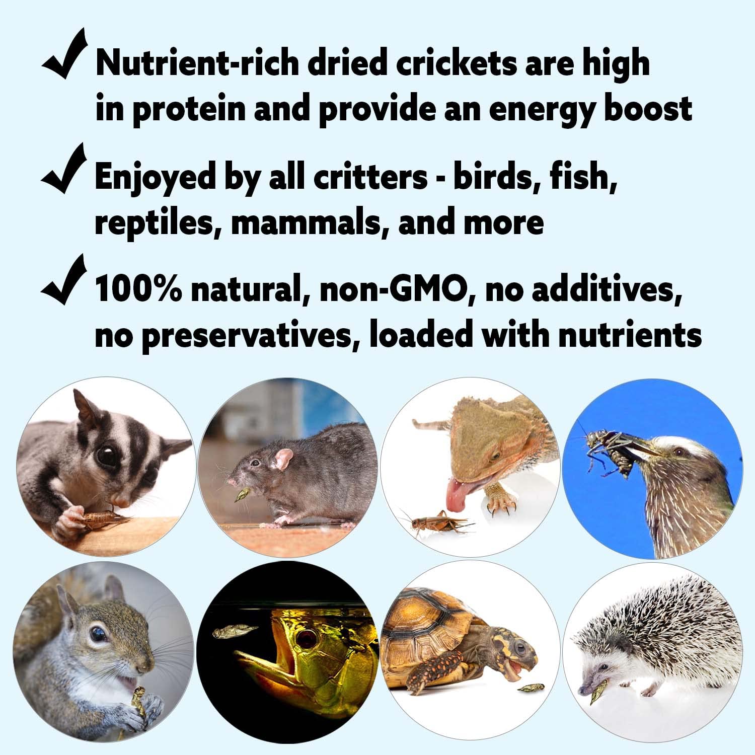 1 Pound Dried Crickets - High Protein Insect Treat - Chickens, Wild Birds, Hedgehogs, Bluebirds, Reptiles, Sugar Gliders, Opossu