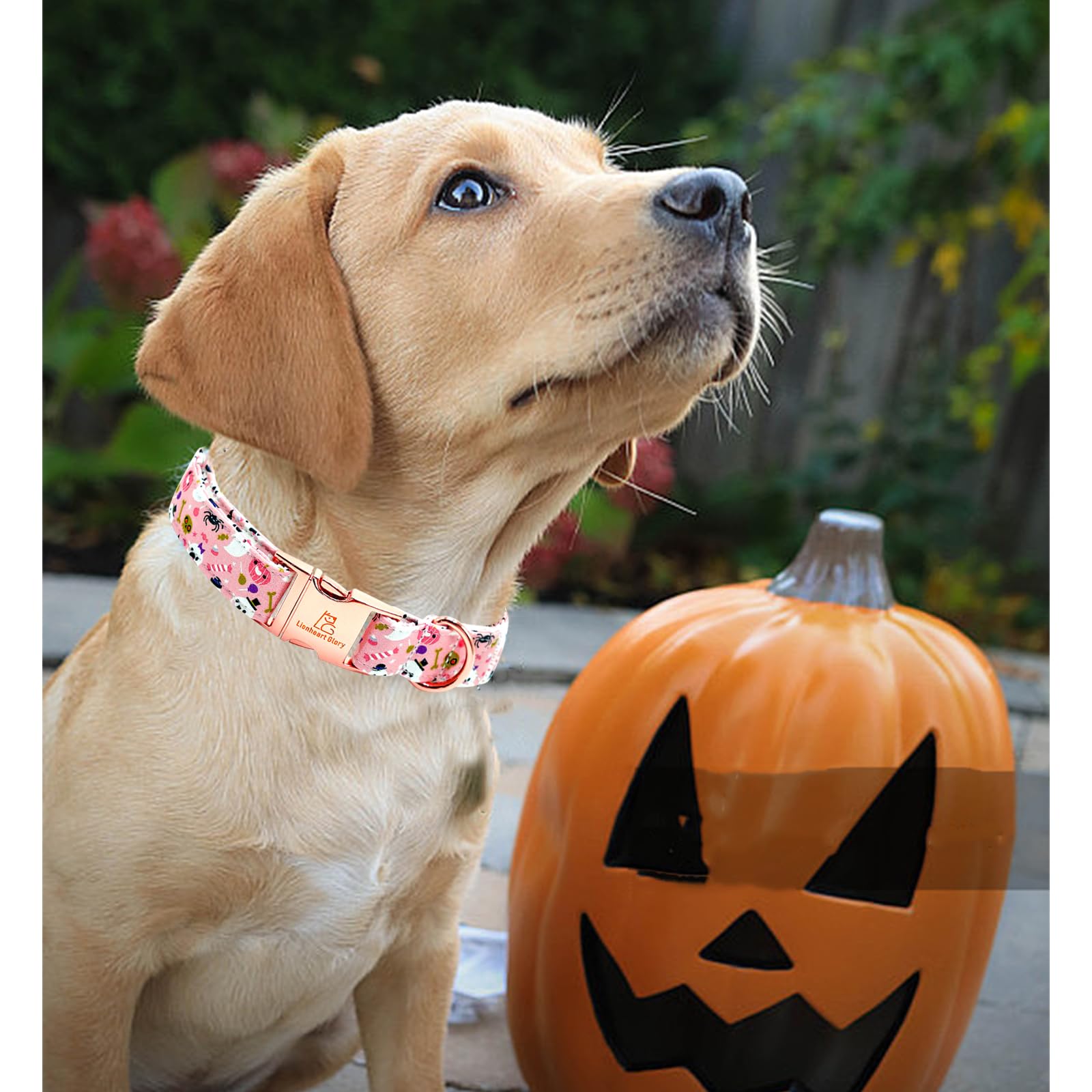 Lionheart Glory Dog Collar Fall Halloween Pumpkin Collars Dog Heavy Comfortable Adjustable Pink Dog Collar For Medium Collar Dog