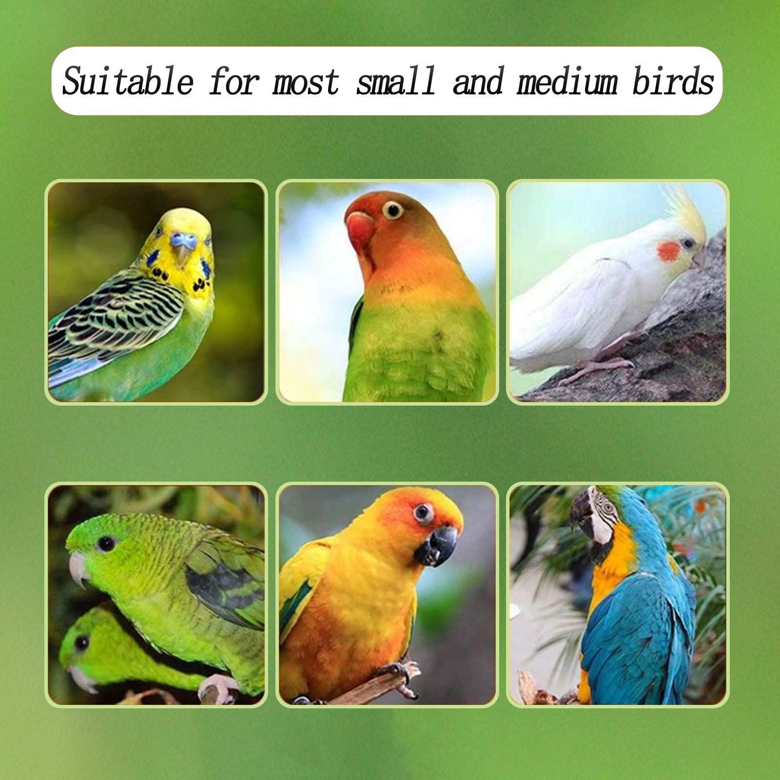 Automatic Acrylic Bird Feeder for Cage, No Mess - Small Bird Parrots, Canary, Parakeet, Budgerigar, Crested Myna, Cockatiel (XL)
