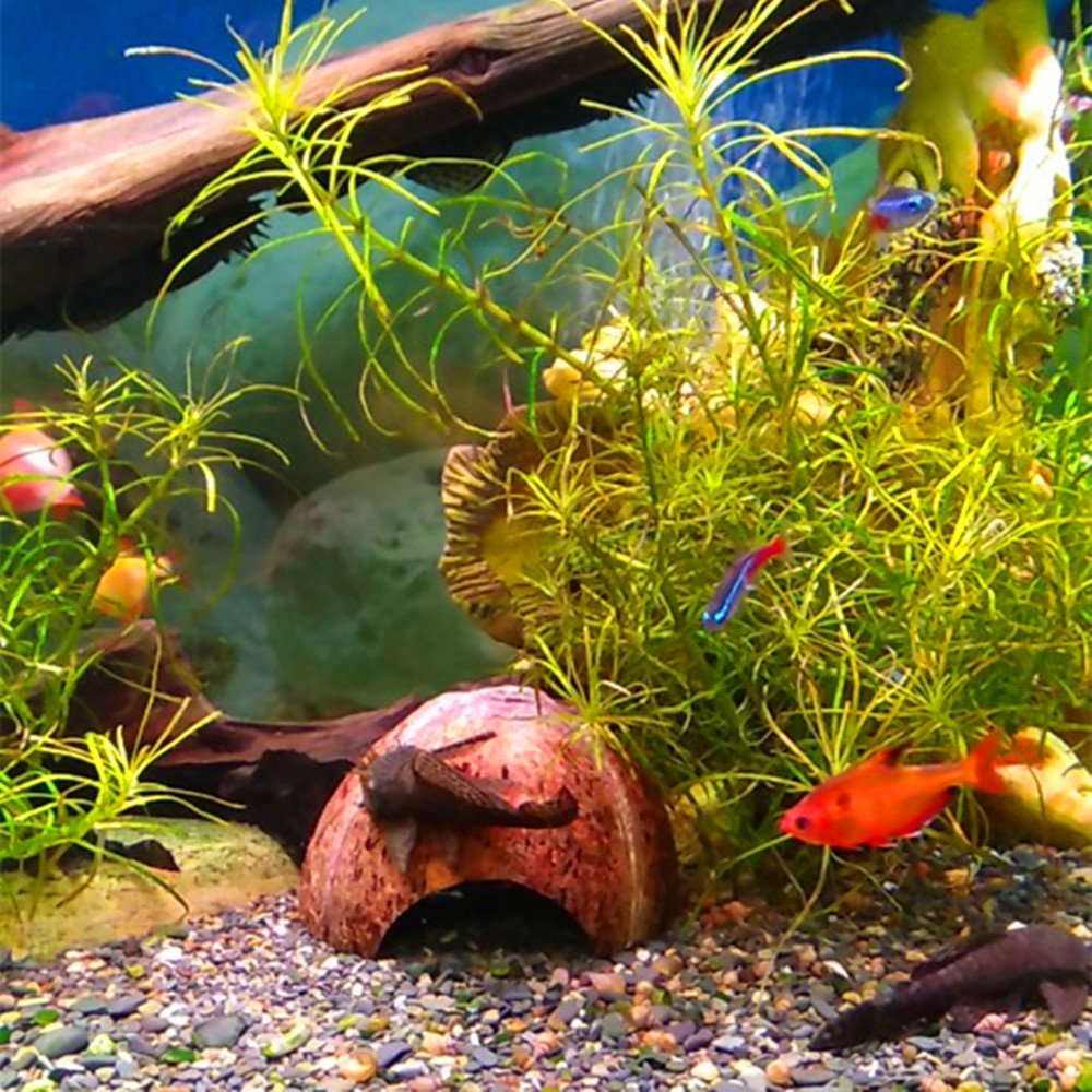 Pinvnby 2 Pcs Natural Coconut Reptile Hideouts Lizard Coco Hut Hermit Crab Hut Aquarium Fish Hide Cave Spider Snail Climber Toys