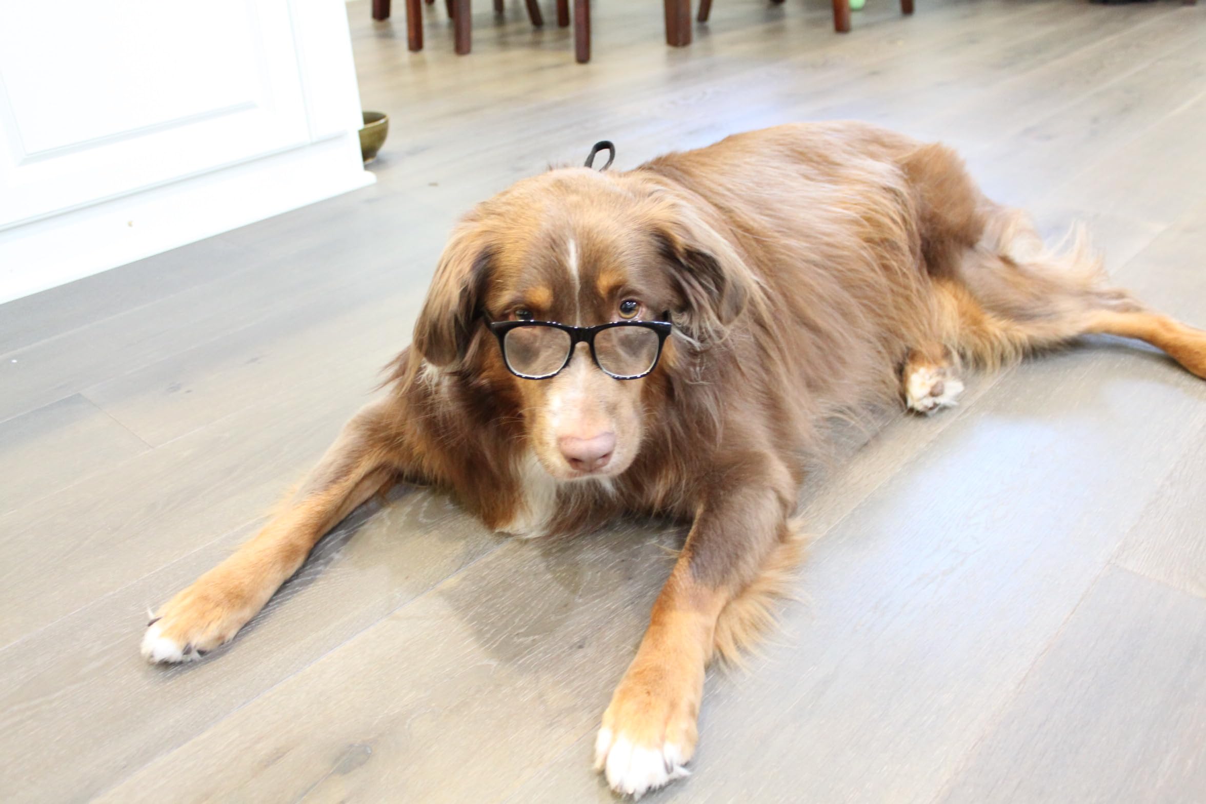 G003 Dog Glasses Medium Breeds 18-40Lbs Pet Cat Retro Hipster Nerd Costume Prop Clear Lens (80S Black-Clear)