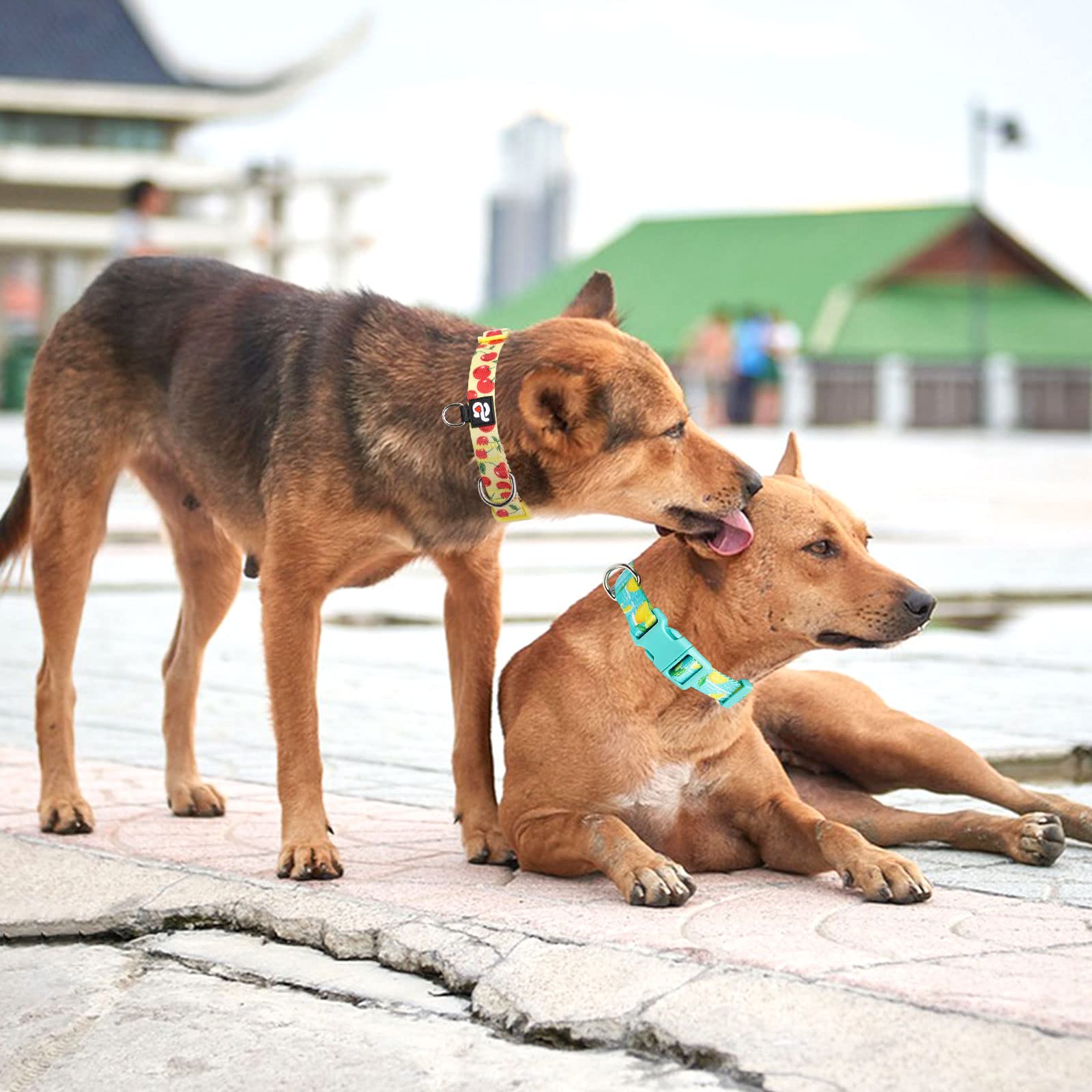 Azuza 3 Pack Fruit Design Dog Collars Comfortable And Adjustable Nylon Dog Collars For Large Dogs, L (18-26Inch),Strawberry,Lemo