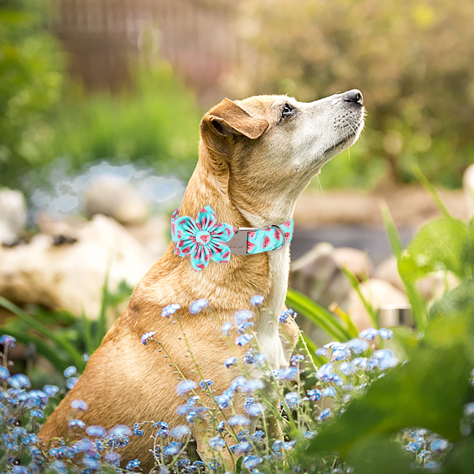 Babole Pet Dog Collar With Blue Watermelon Flower Tie,Cotton Dog Collar With Safety Metal Buckle Adjustable Puppy Collars For Small Medium Large Boy&Girl Dog,X-Small,Neck 8'-12'