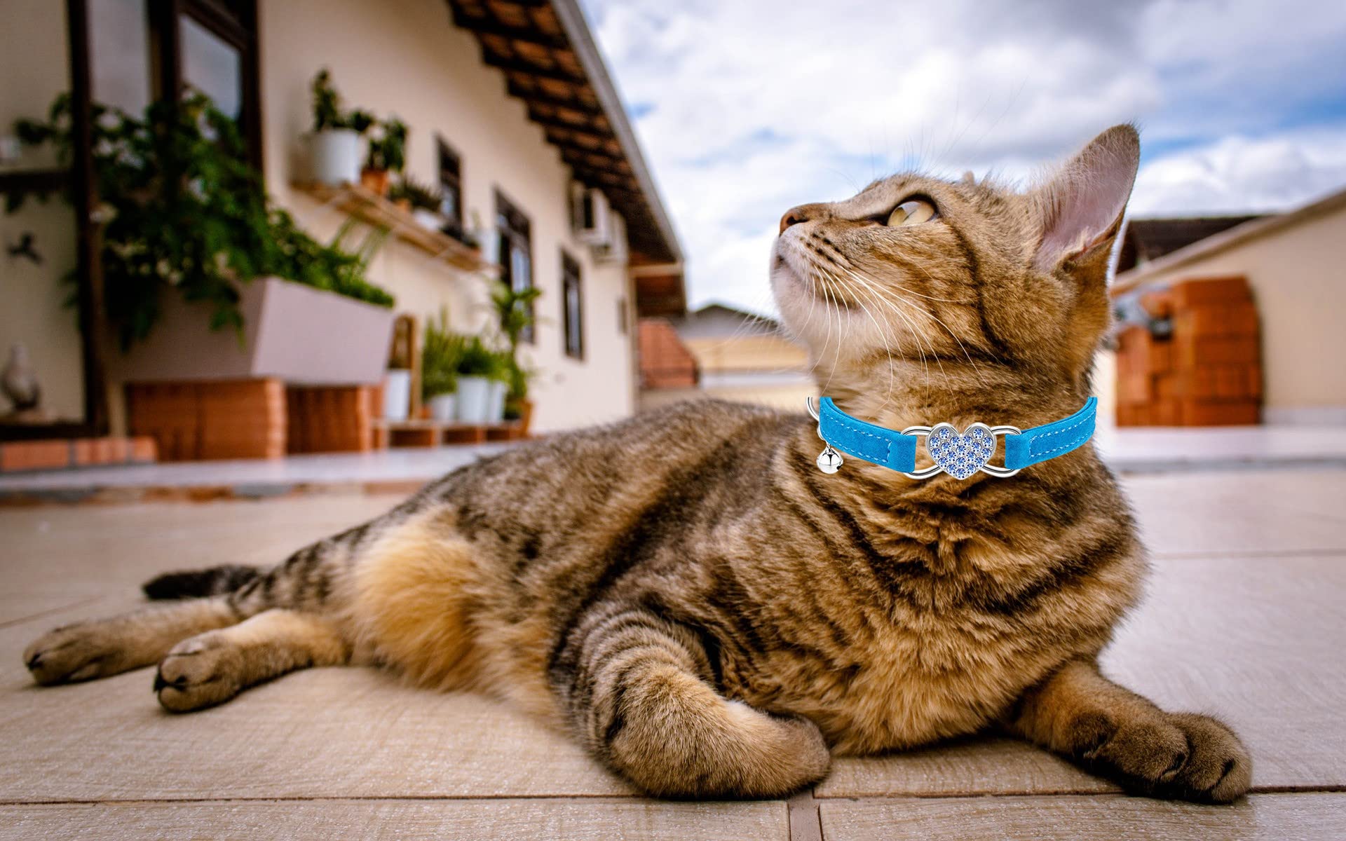 Wdpaws Heart Bling Cat Collar With Safety Belt And Bell Adjustable 8-10 Inches For Kitten Cats (Blue)