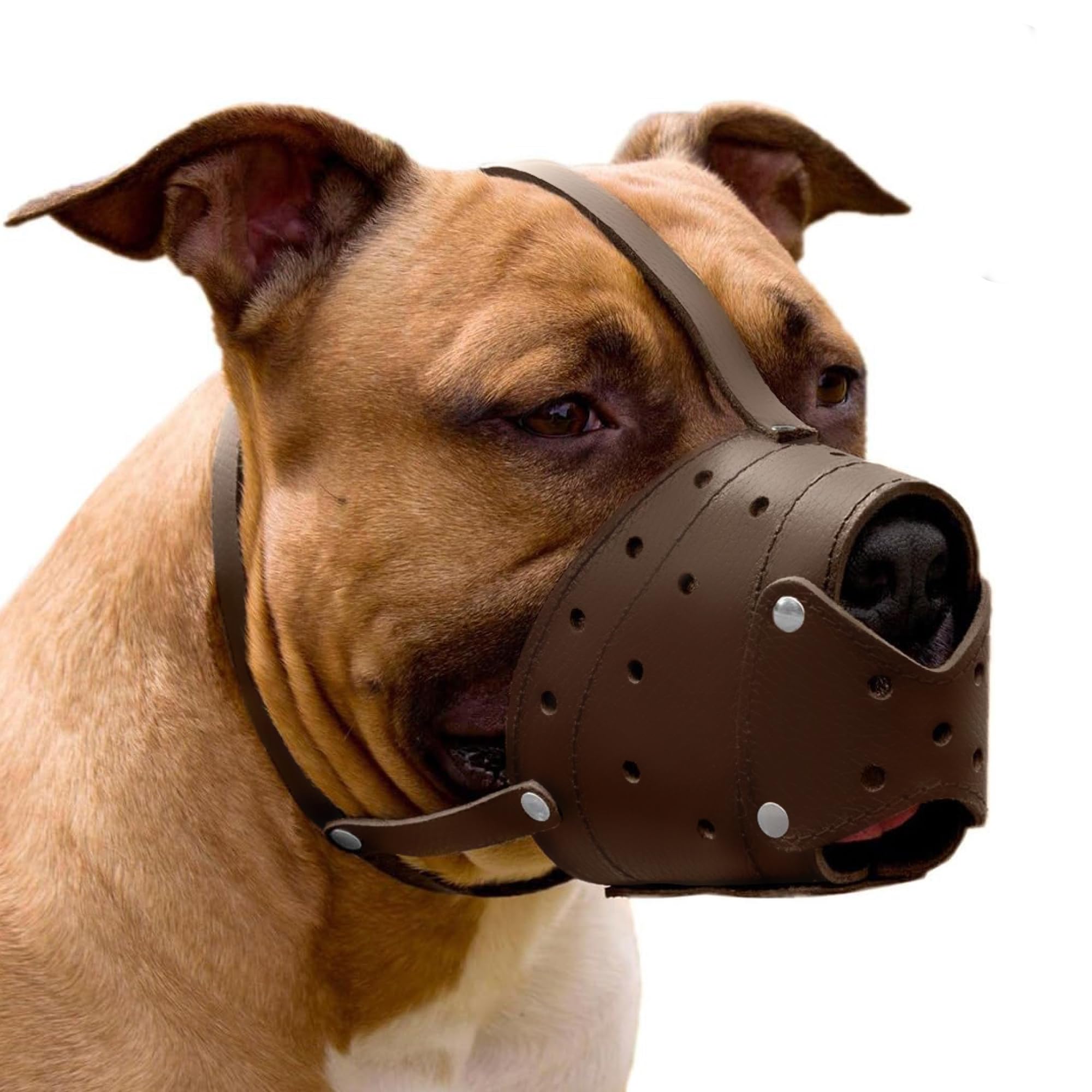 Collardirect Leather Basket Dog Muzzle For German Shepherd Staffordshire Terrier Pitbull Medium Large Breeds Training, Anti-Bark