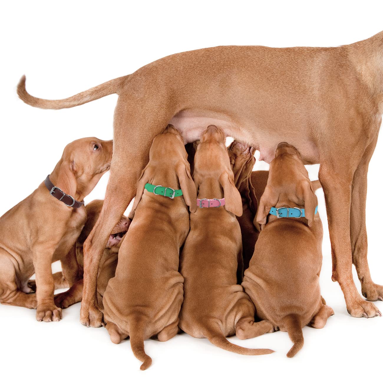 Pet Collars - Leather Small Dog Collars - 12 Color Adjustable Id Collar Identification Leather For Puppy Medium Large Breed Dogs