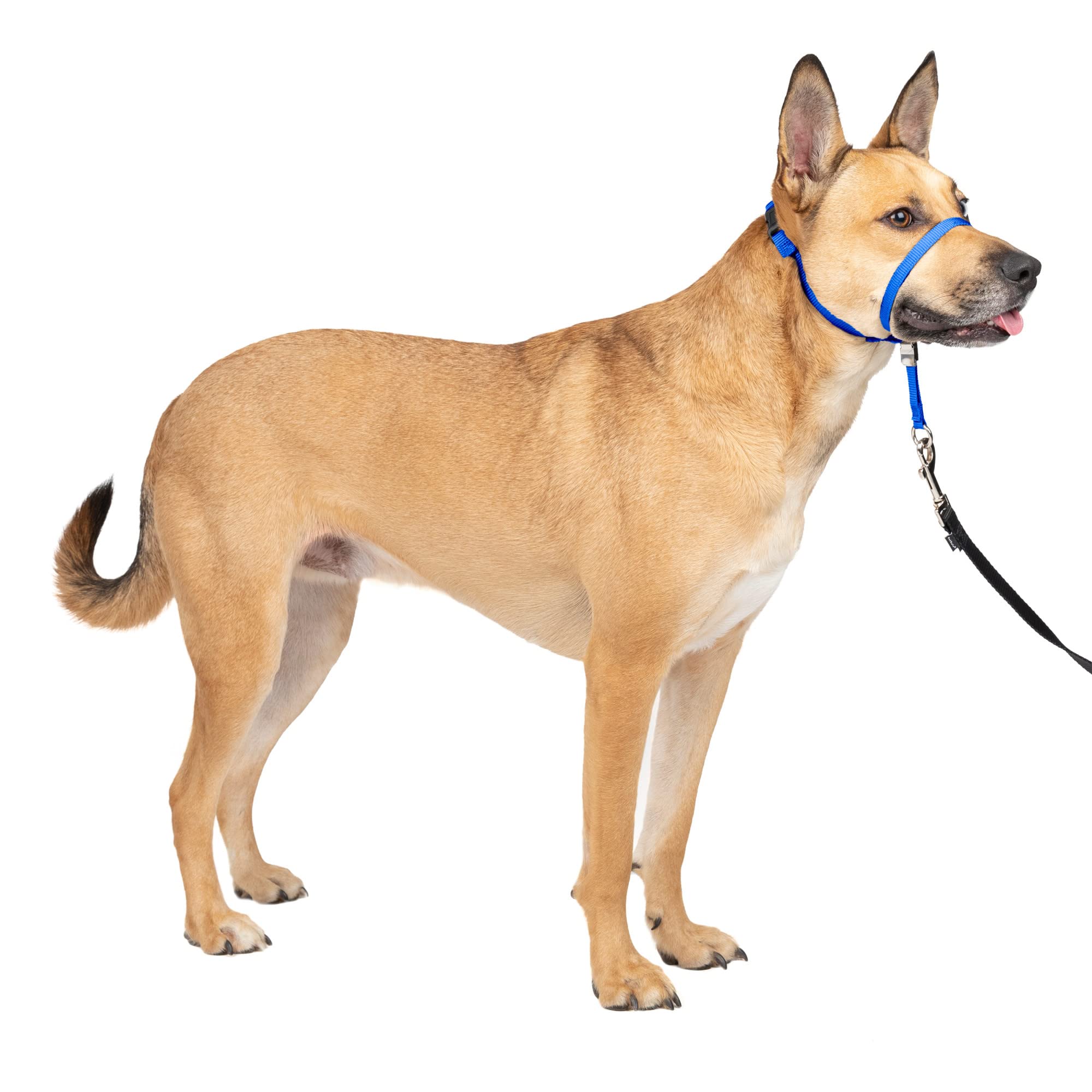 Petsafe Gentle Leader No-Pull Dog Headcollar - The Ultimate Solution To Pulling - Redirects Your Dog'S Pulling For Easier Walks - Helps You Regain Control - Medium, Royal Blue