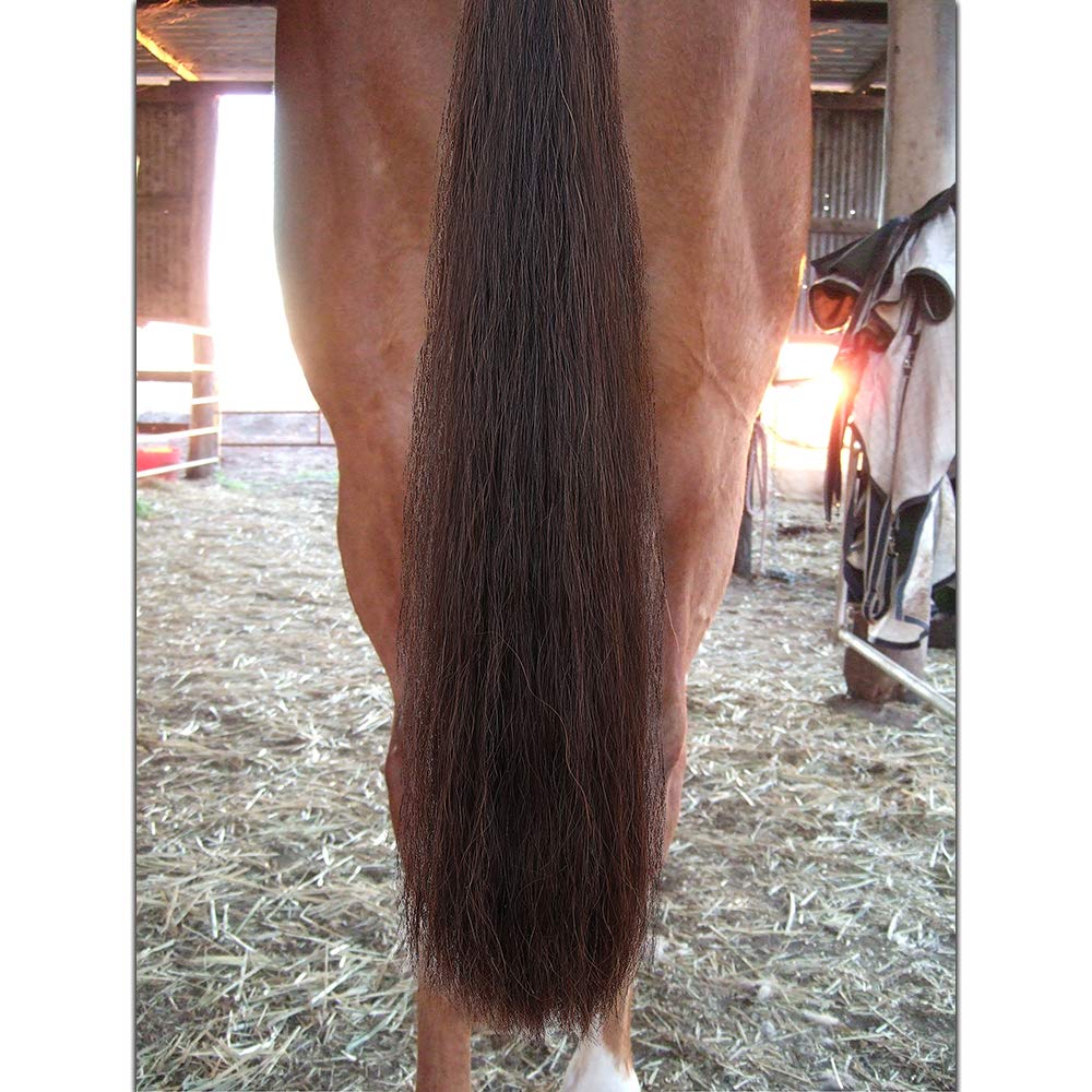 Y.J TAILS Horse Tail Extensions with Braided Horsehair Loop, Blunt Cut Bottom, 34-36 inches Long and 1 lb Weight (Dark Sorrel)