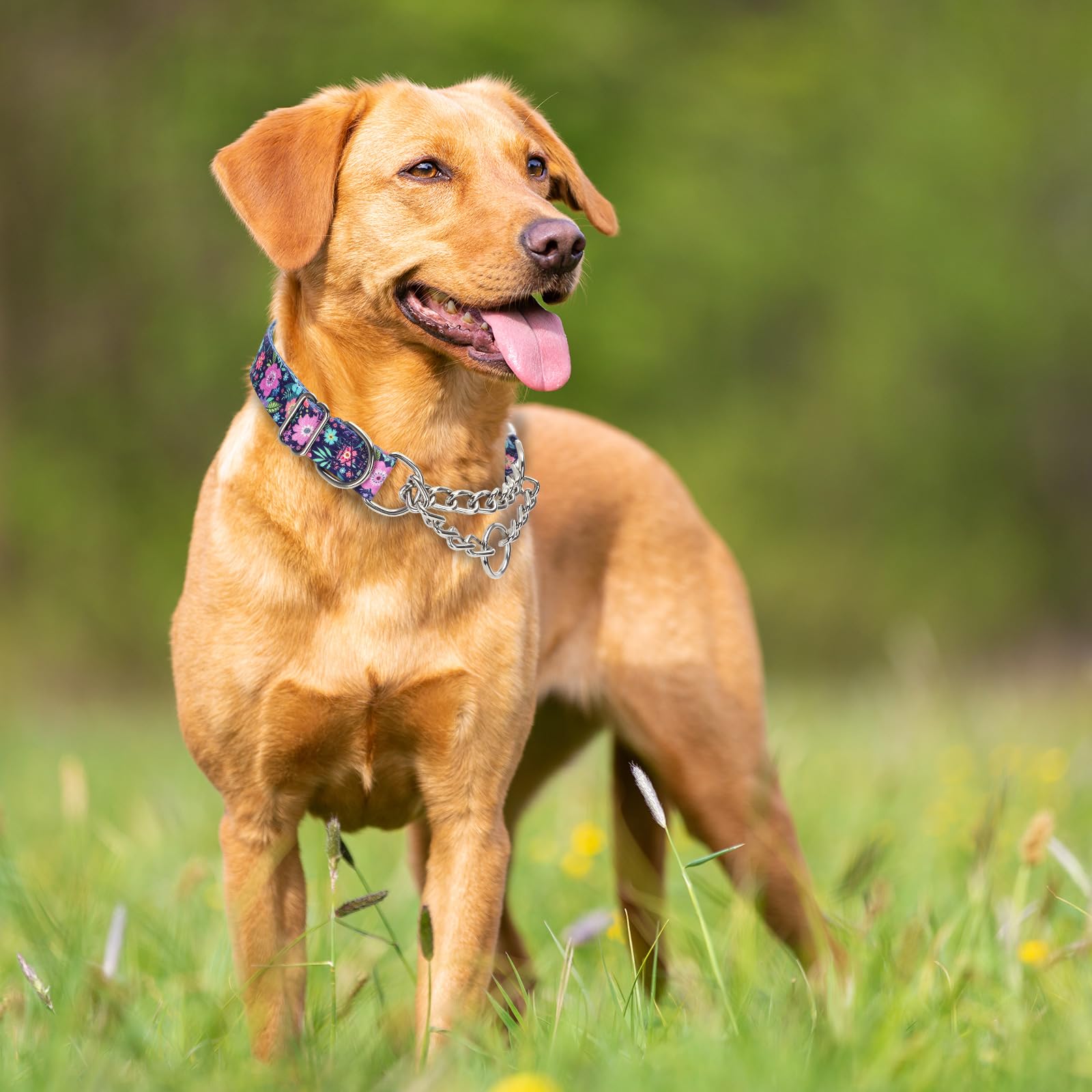 Martingale Dog Collar With Chain, No Pull Slip Cinch Choker Choke Collar Bohemia Flowers Duty Dog Collar For Medium Large Extra