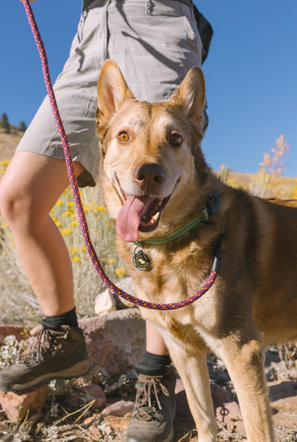 Ollydog Rescue Adjustable Dog Collar With Sturdy Buckle, Lightweight Training Collar For Large, Medium And Small Dogs (Small, Pr
