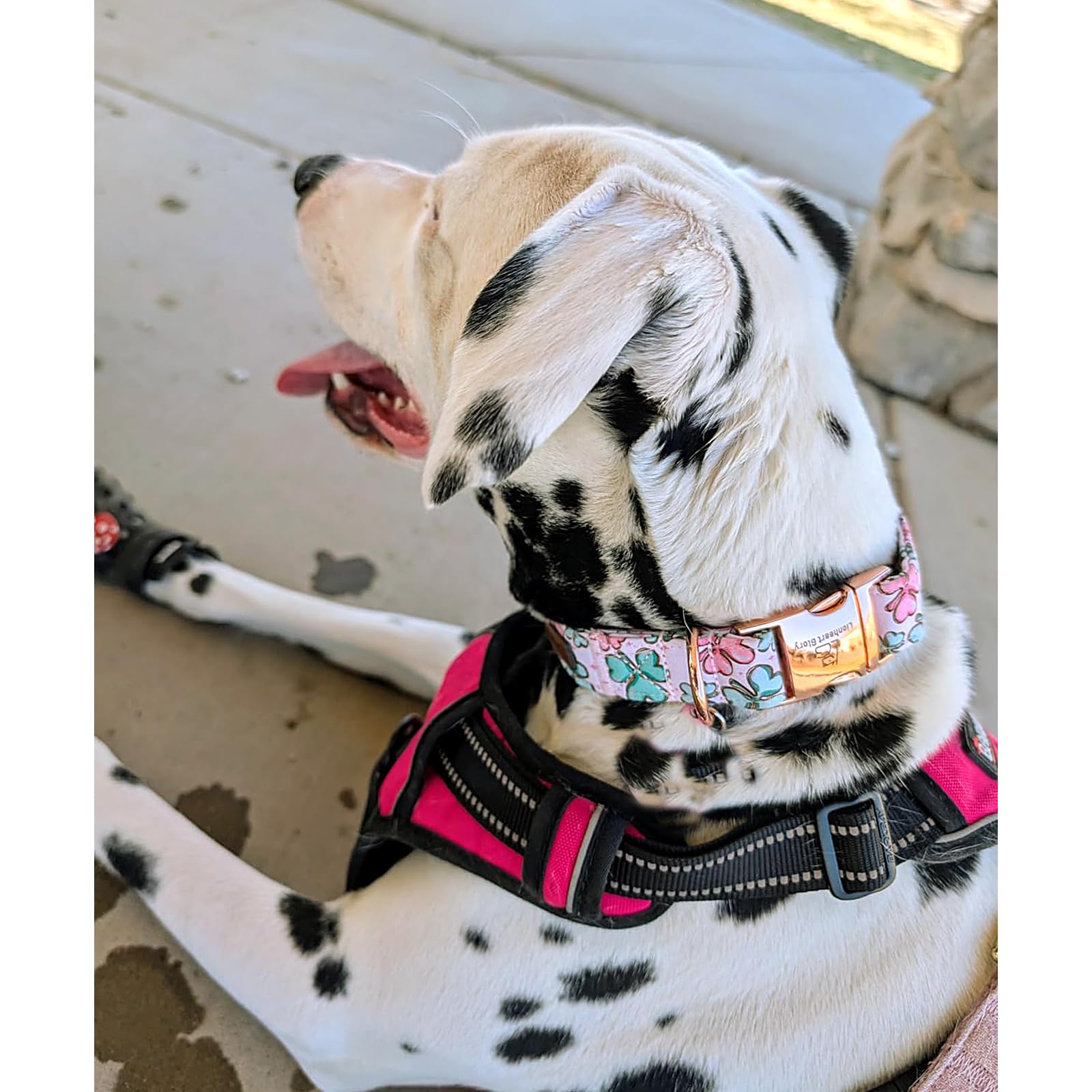 Lionheart Glory St. Patrick Dog Collar, Clover Pink Collar For Small Dogs Spring Female Dog Collars Adjustable Heavy-Duty Dogs C