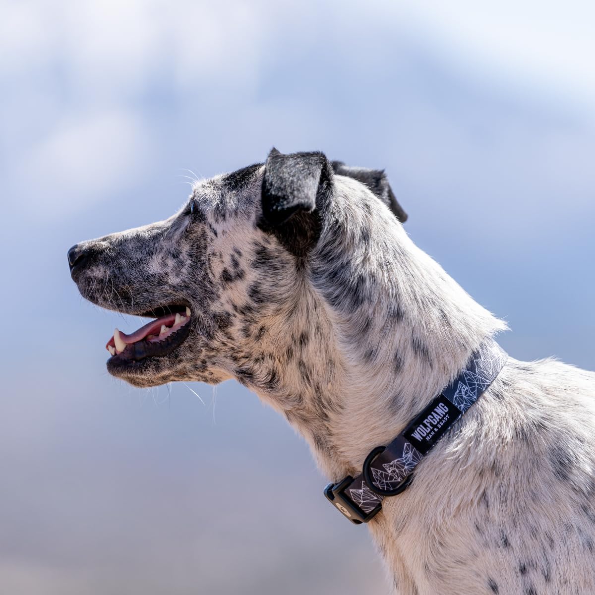 Wolfgang Heavy Duty, Adjustable Dog Collar With Quick Release Nylon Buckle For Walking & Training, Wolfmtn Print, Large