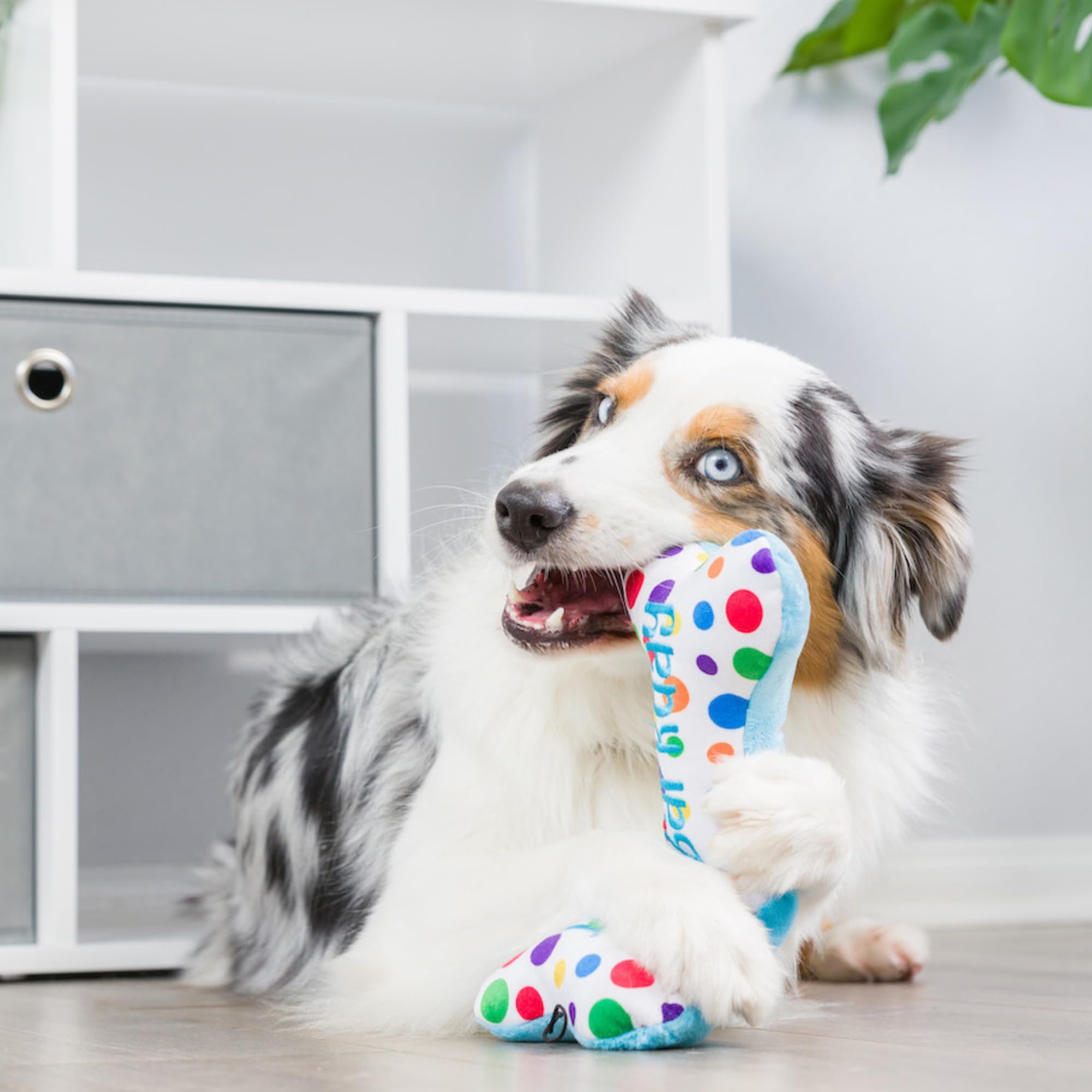 Huxley & Kent For Dogs - It'S My Barkday Bone (Large) - Birthday Funny Dog Toy - Power Plush Dog Toy With Squeaker - Fun, Durabl