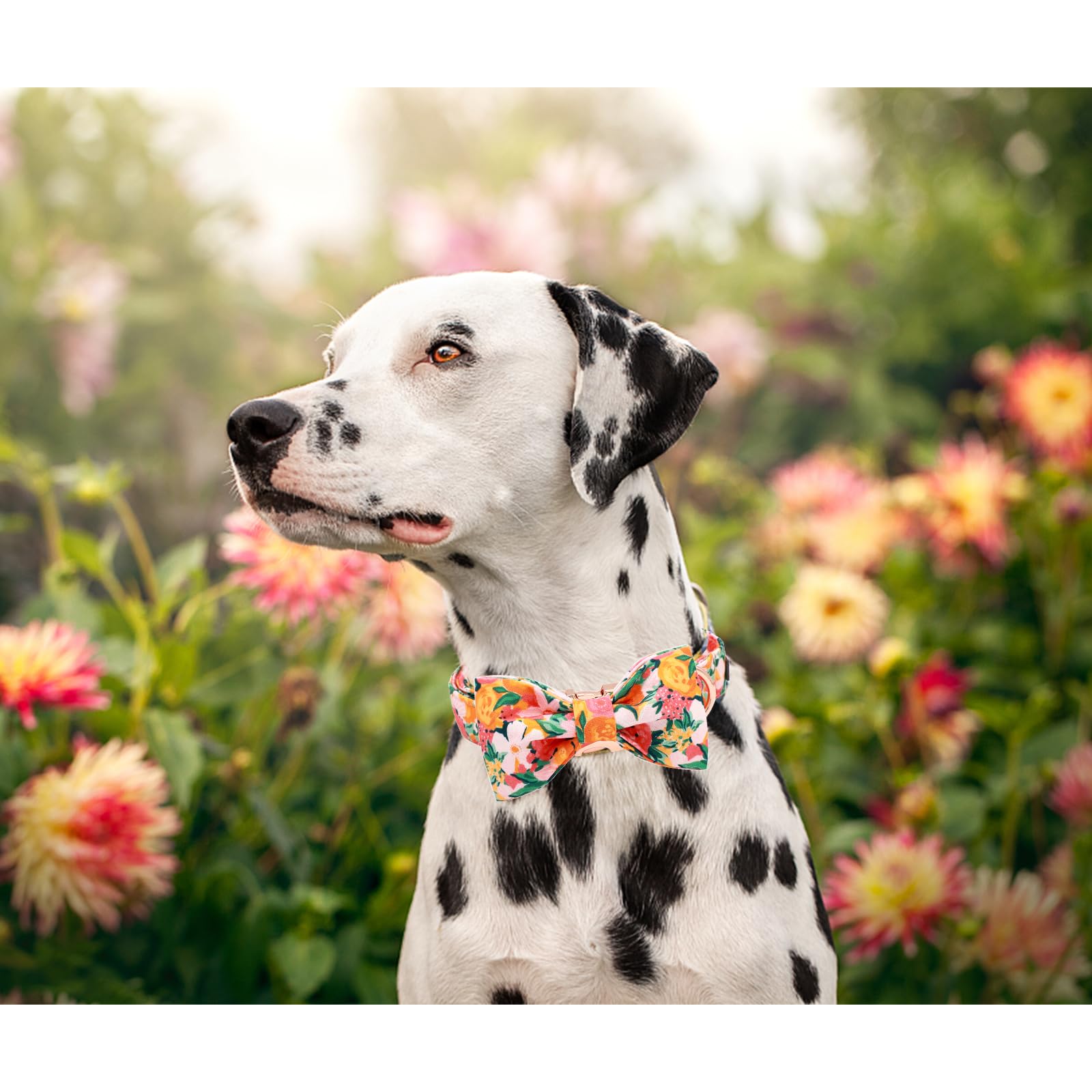 Lionheart Glory Premium Floral Dog Collars, Bowtie Dog Collar, Adjustable Heavy Duty Girl Dog Collar With Bow For Large Dogs