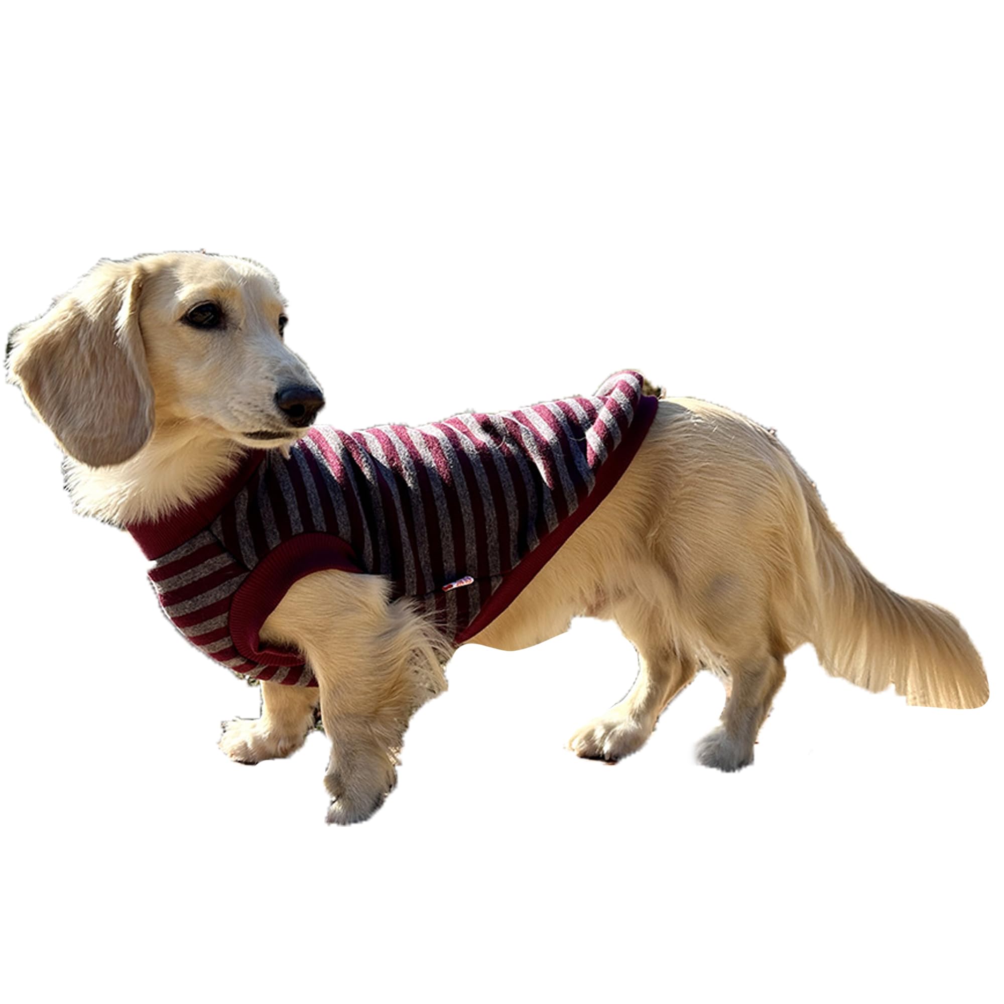 D Doggy Star Dachshund Sweater For Dogs Lining Napping Stripe T Shirts (S,Burgundy/Grey)
