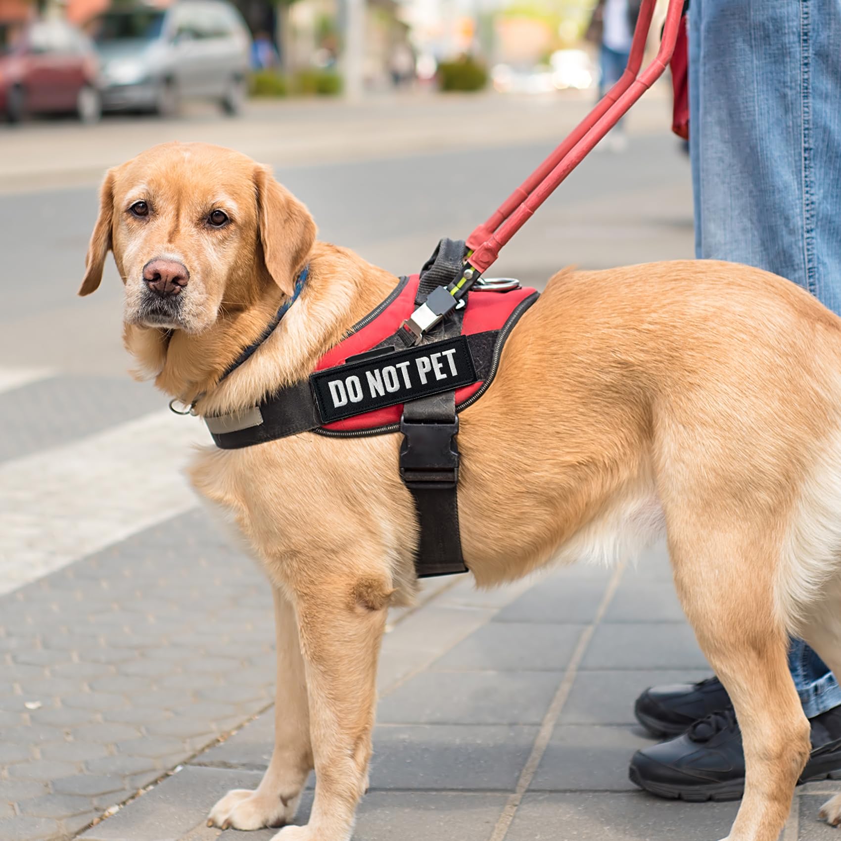 TACVEL 2 Pieces in Training Dog Patches with Hook Backing for Service Animal Vests, Harnesses