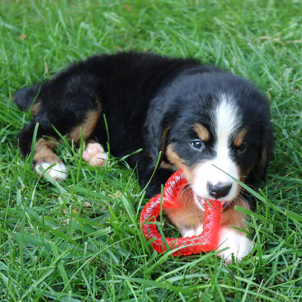 SmartPetLove Snuggle Puppy Teething Comfort Aid - Heart Shaped Ice Pack for All Breeds, Naturally Soothes and Relieves Teething Pain