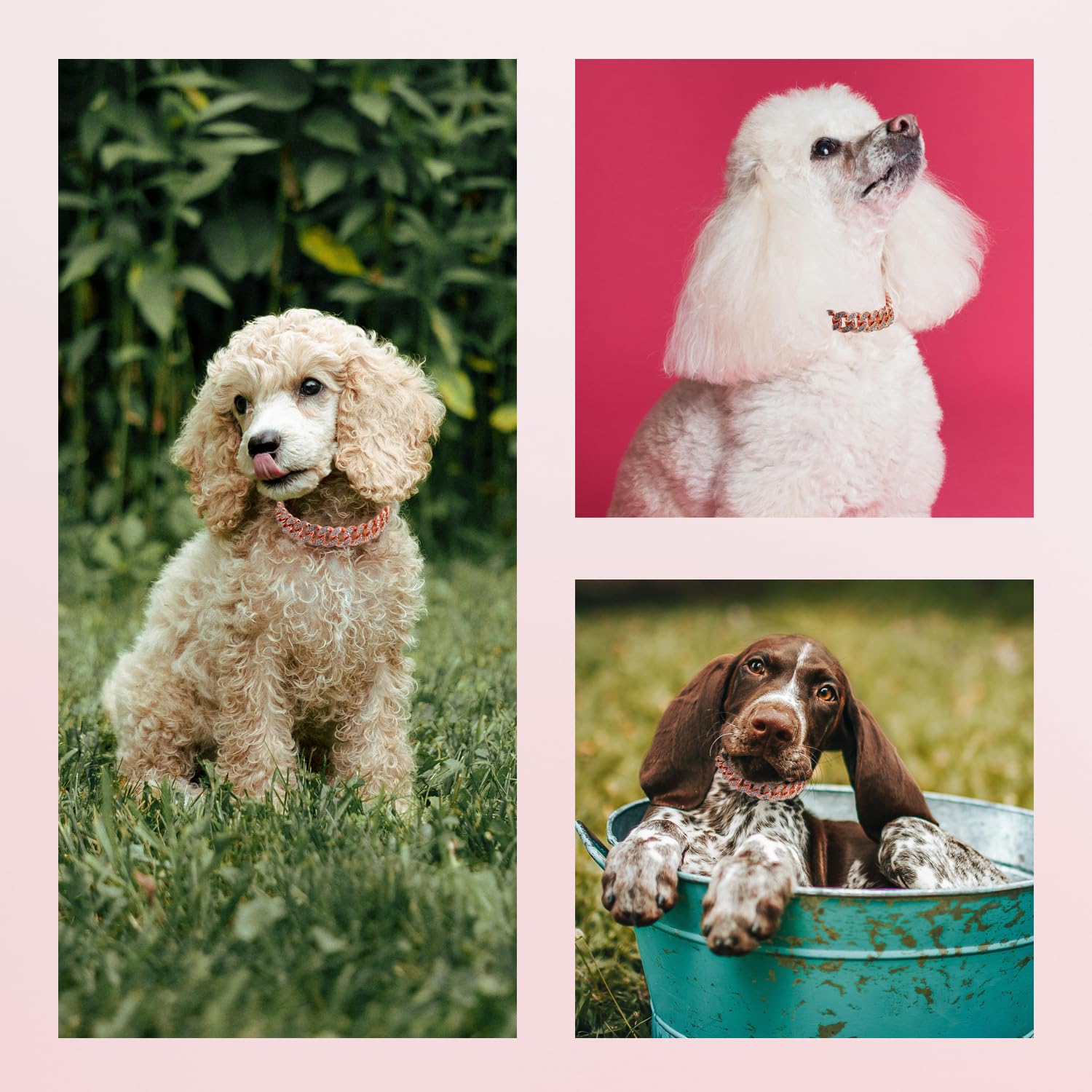 Dog Chain Diamond Collar Rose Gold Walking Metal Chain 12 Mm Wide Necklace With Secure Buckle Pet Cuban Style Collar Jewelry Acc